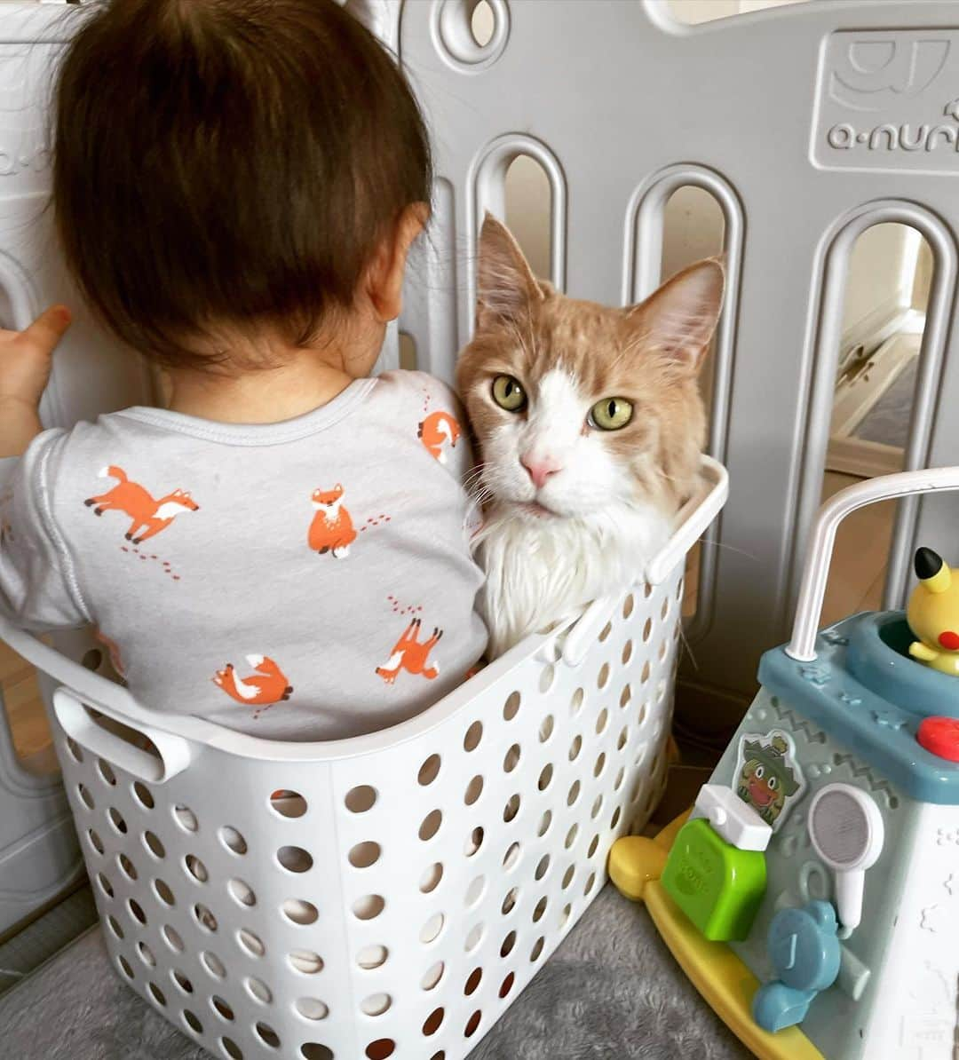 かまいたち山内と、猫たちさんのインスタグラム写真 - (かまいたち山内と、猫たちInstagram)「🙋‍♀️ チャイ、のび太への温かいコメントありがとうございます。 チャイとのび太への温かいお言葉、そして皆さまの自分の子を想うお気持ちを読み、また涙してしまいました。 寂しいですね、会いたいですよね。 日向ぼっこでポカポカになった後頭部の匂いや毛並みの感触、声、気配、全て恋しいですよね。 多分ずっと寂しくて恋しいままなのだろうなと思っています。 いつか会える日まで、その寂しさと寄り添って思い出とともに私達も生きていきましょうね☺️ 本当にみなさまありがとうございました。  写真は次男とガブです🐈 ガブは大きい体で狭い場所が大好きです🐈 #次男とガブ」2月28日 21時47分 - kamaitachi.neko.6.neko