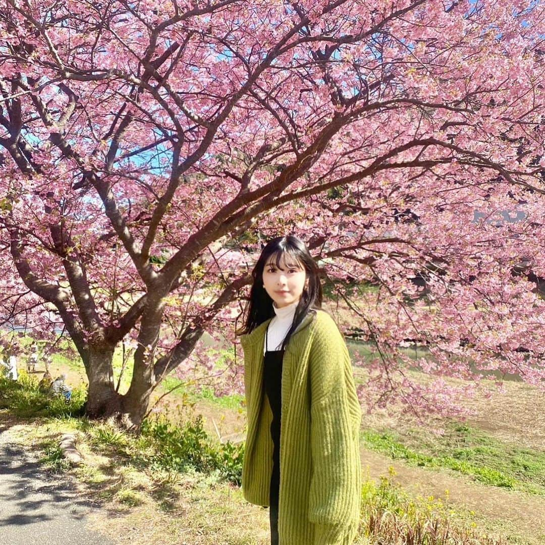 栗田桃花さんのインスタグラム写真 - (栗田桃花Instagram)「南伊豆の桜を見に行ってきました🌸  とっても鮮やかな少し濃いめのピンクで、満開びっしり(*ˊᵕˋ*)ため息が出ちゃうくらい綺麗で春の幸せを感じてきました……！  #みなみの桜と菜の花まつり」2月28日 21時54分 - kurimomo330