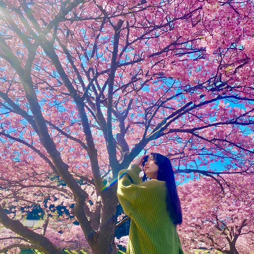 栗田桃花のインスタグラム：「南伊豆の桜を見に行ってきました🌸  とっても鮮やかな少し濃いめのピンクで、満開びっしり(*ˊᵕˋ*)ため息が出ちゃうくらい綺麗で春の幸せを感じてきました……！  #みなみの桜と菜の花まつり」