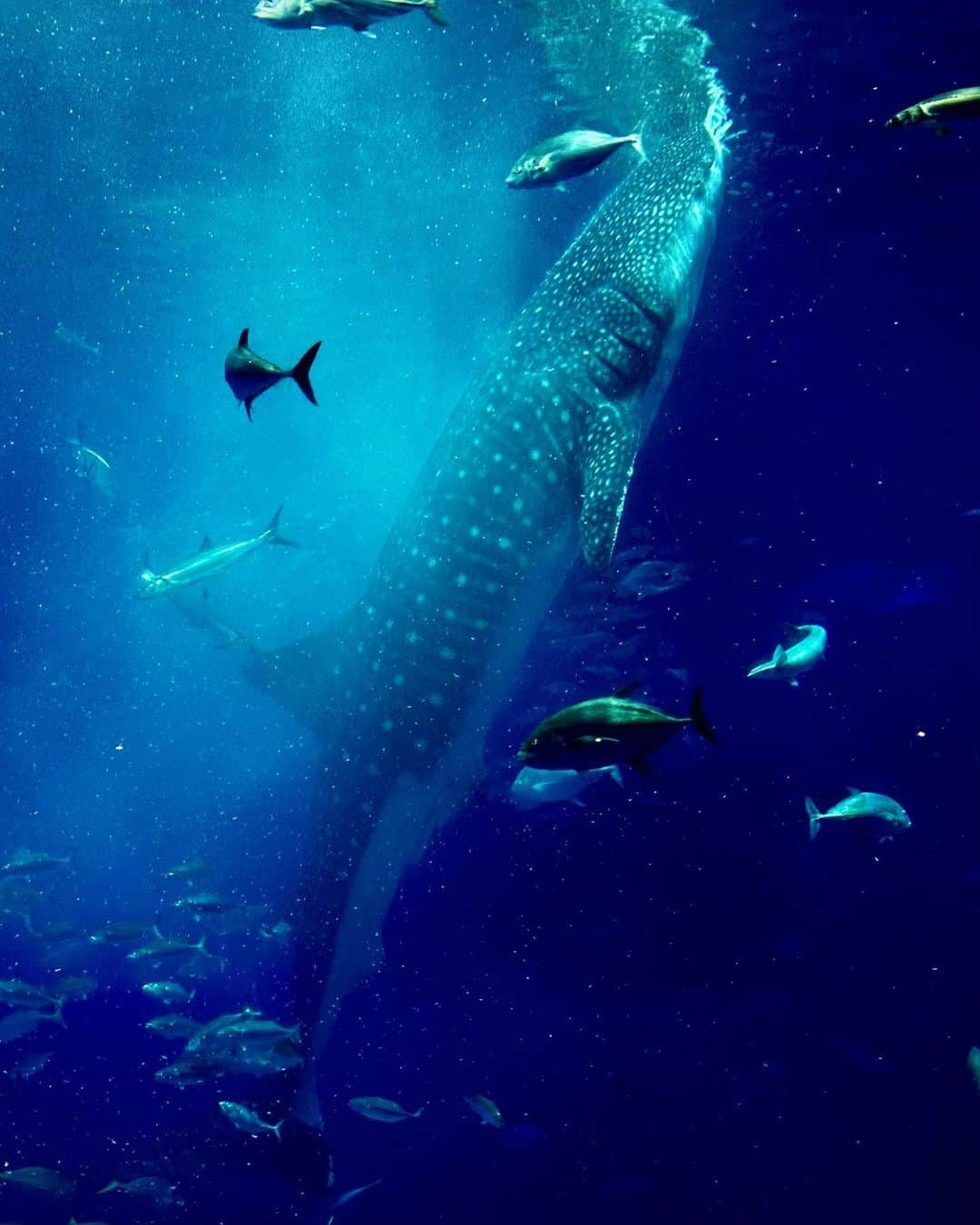 布施宏倖のインスタグラム：「【旅行】 冬休みをいただき沖縄の水族館に行ってきました🐠 . ジンベエザメの迫力に大興奮‼️ . ちょうど給餌タイムで、 美味しそうに食べている瞬間を見ることが出来ました😄 . そして、マンタが泡の周りでずっとぐるぐる回っていました🫧 . これは何をしているんだろう？🤔 楽しそうで何より✨ . . #布施宏倖 #テレビ朝日アナウンサー #テレビ朝日 #アナウンサー #冬休み #winter #vacation #長期休暇 #リフレッシュ #旅 #旅行 #沖縄 #okinawa #水族館 #ジンベエザメ #サメ #マンタ #海 #魚 #海洋生物 #サンゴ #美ら海」