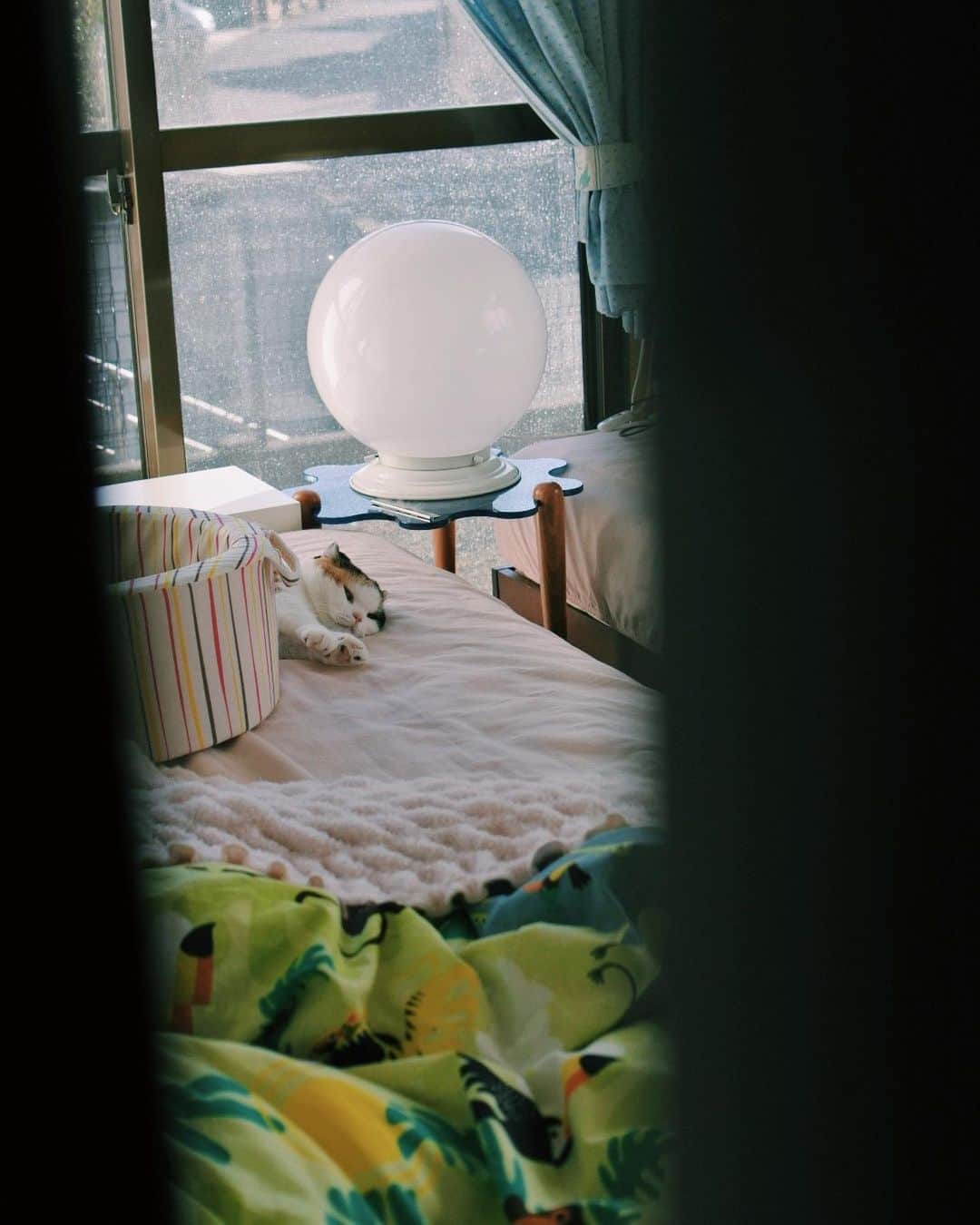 sancheloveのインスタグラム：「本日の#覗き見ショット 👀  #kitty#catstagram#catstagram_japan#petstagram#picneko#instacat#meow#catoftheday#catofworld#ilovemycat#funnycat#猫#ねこ#にゃんこ#みんねこ#にゃんだふるらいふ#ふわもこ部#PECOねこ部#ねこまみれ#ねこ休み展#munchkin#calico#scottishfold#マンチカン#ねこのいる暮らし Urara」