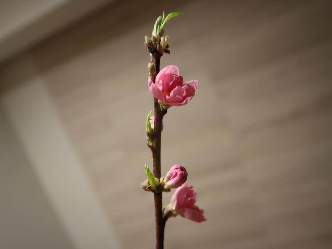 のインスタグラム：「March  #3月 #ひなまつり #桃の節句」