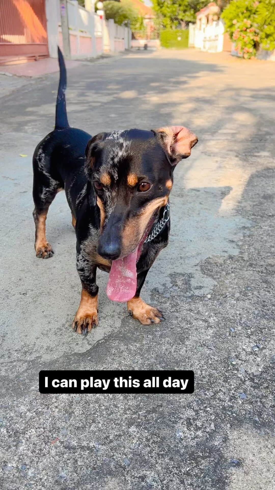 Hoykong&Plamuekのインスタグラム：「My favorite thing to do!!!! Call me Dachshund Retriever 😜 I can play all day 😅  คั่วกลิ้งเล่นได้ทั้งวันฮะ ชอบมากกกกก  นี่มันดัชชุน รีทรีฟเวอร์นี่นา #dachshundofinstagram #doxiesofinstagram  #kg_doxie #คั่วกลิ้งไส้กรอก #ปลาหมึกคั่วกลิ้ง #dachshund #kuaglingdoxie」