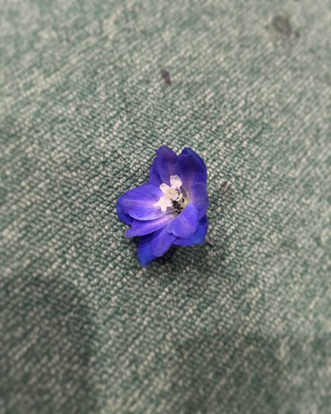 下村彩里さんのインスタグラム写真 - (下村彩里Instagram)「#気象コーナー の#衣装 x #会社の廊下で見つけたお花  #コート　 @milaowen_official  #ブラウス#ズボン　@nolleys_official  #ピアス @joueteofficial   いつも素敵な衣装アクセサリーありがとうございます🙇‍♀️🌸  今日の#みっけ は 会社の廊下にポツンと落ちてた#お花  思わず救助。 おうちに飾ってます  ブラウス衣装と似た色合いでした😊💜  #おうちにも #彩り #ありがとう  #下村彩里#テレビ朝日#テレビ朝日アナウンサー#報道ステーション#気象情報#代役」3月1日 1時16分 - sairi.shimomura_ex