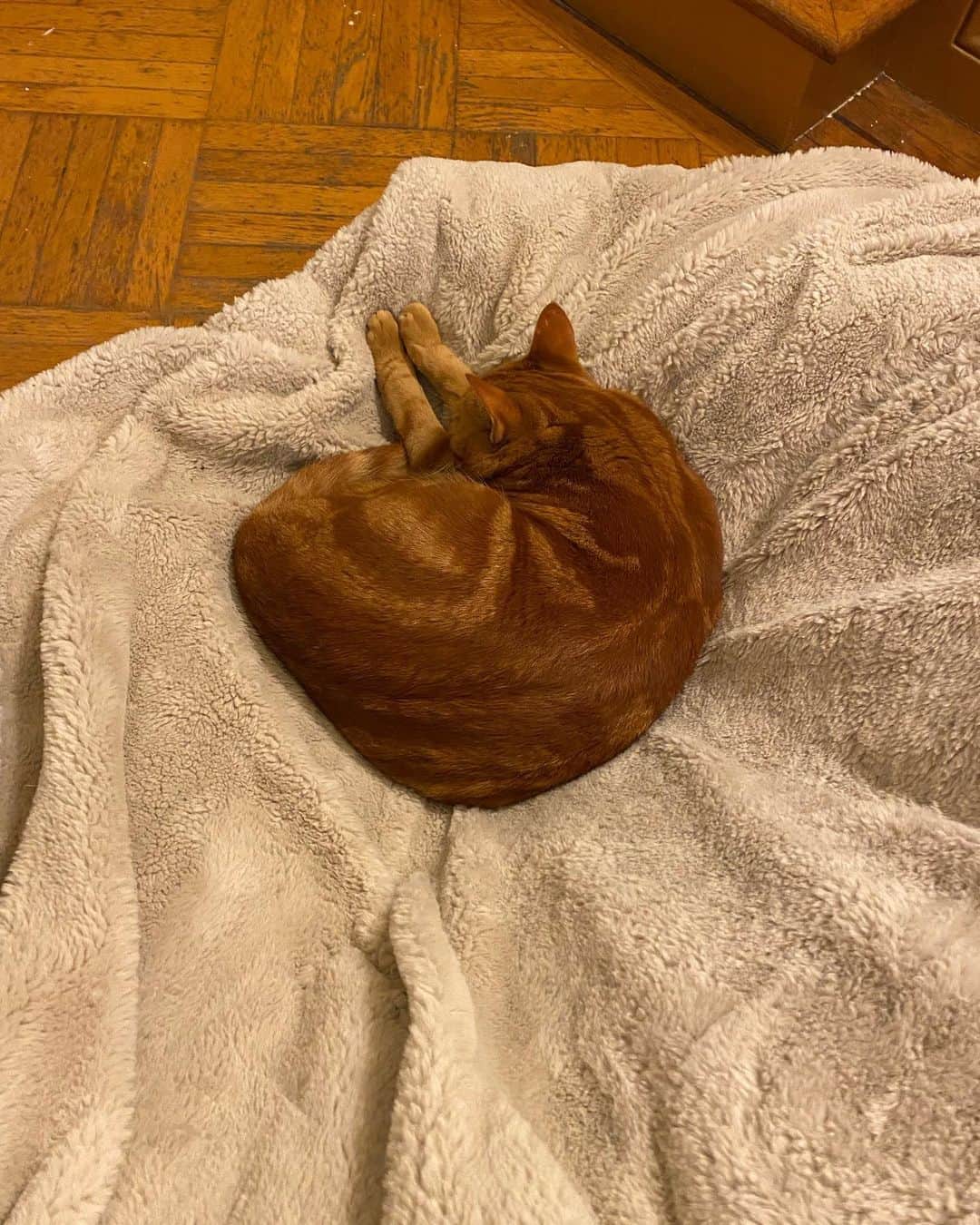 野沢直子さんのインスタグラム写真 - (野沢直子Instagram)「うちのネコ、タズ🐱 土下座してあやまってるみたいに見えますが、こう見えて寝てます🤣🤣 あー、ネコて。笑笑 #cat #catsofinstagram」3月1日 13時34分 - naoko.nozawa