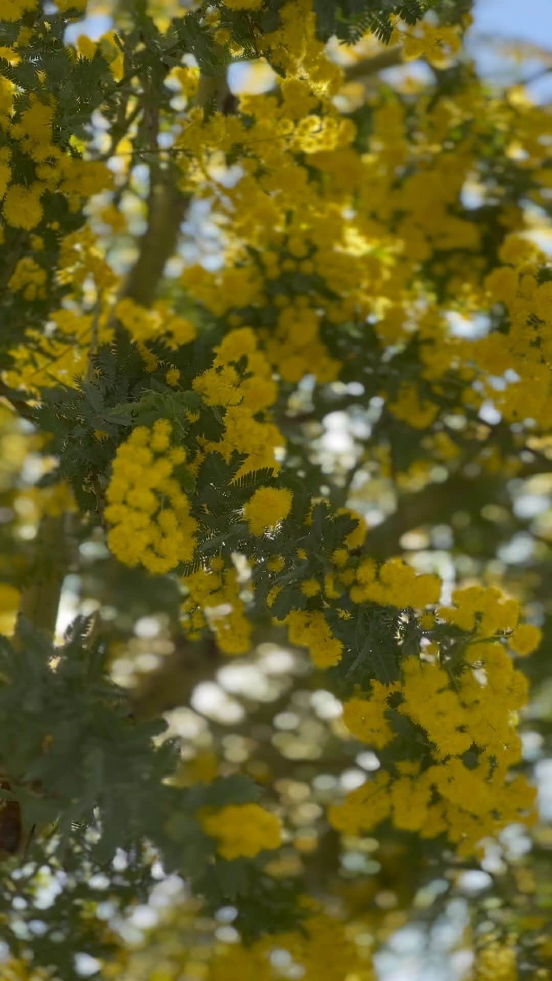 大月さゆのインスタグラム：「今年も咲きました！ ミモザ🟡  黄緑の蕾から黄色へと花が咲き始める前から楽しみに楽しみにじっくりゆっくり観察して ようやくフワフワの満開に🟡🟡🟡  この木の下から空を見上げるのは最高の幸福が味わえます。しかし周りは住宅街なので、怪しまれないほどにほどほどに。  #ミモザ」