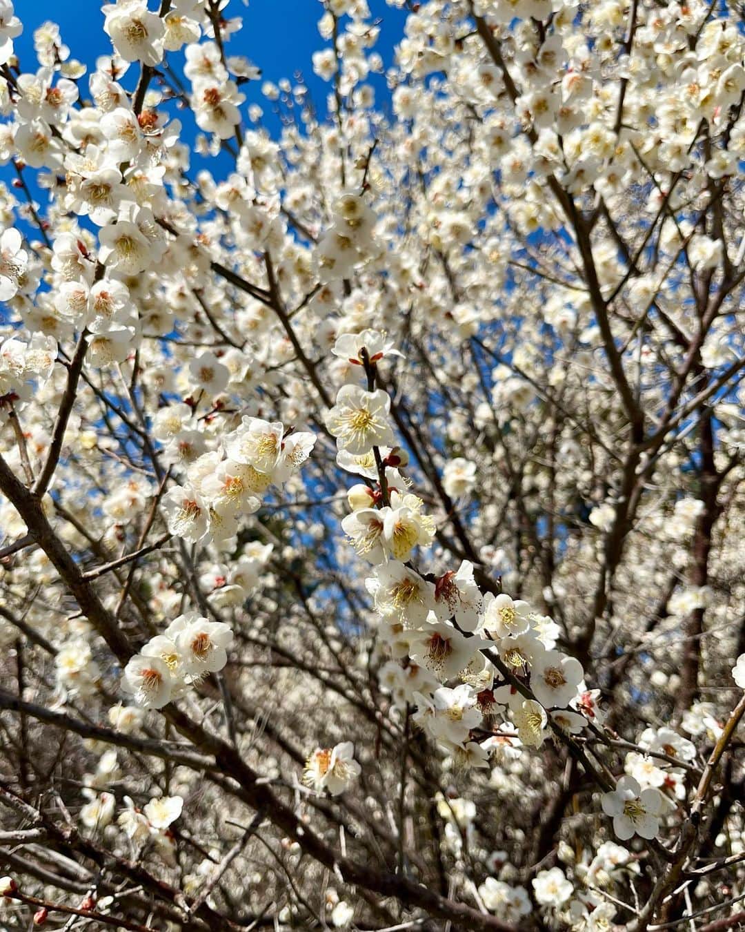 佐古真弓のインスタグラム：「家族でお出かけしてきました。  梅が満開！  いっぱい歩いて買い物して美味しいもの食べて笑って笑って。  良き一日でした。  次は桜の時期にお弁当持って お花見だ🌸   #お出かけ日和   #梅   #梅見   #満開の梅」