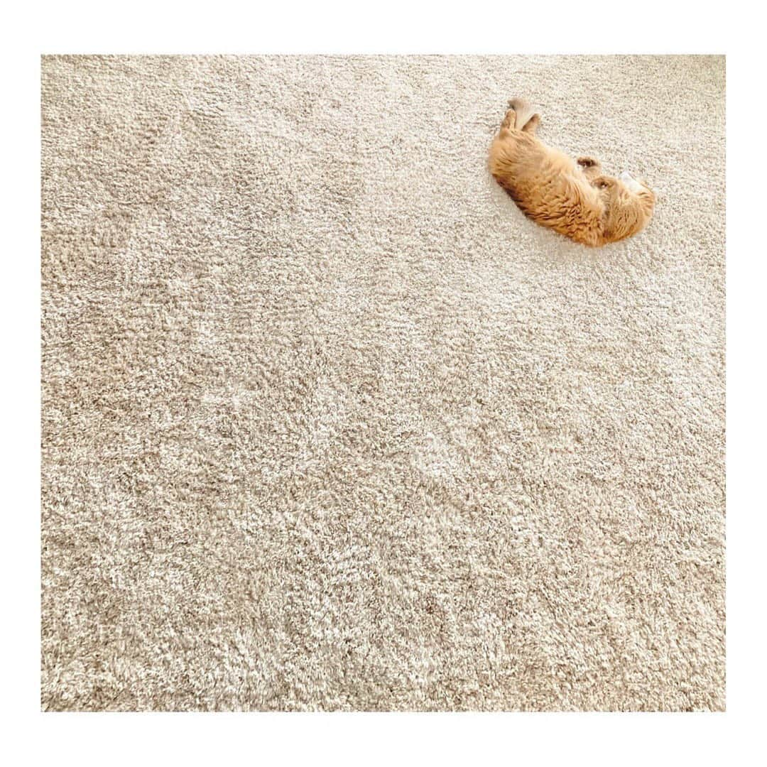 伴都美子のインスタグラム：「✔️ ⁡ ⁡ 10歳おめでとう㊗️ ⁡ ⁡ ⁡ #🐈 #🐾 #somalicat」