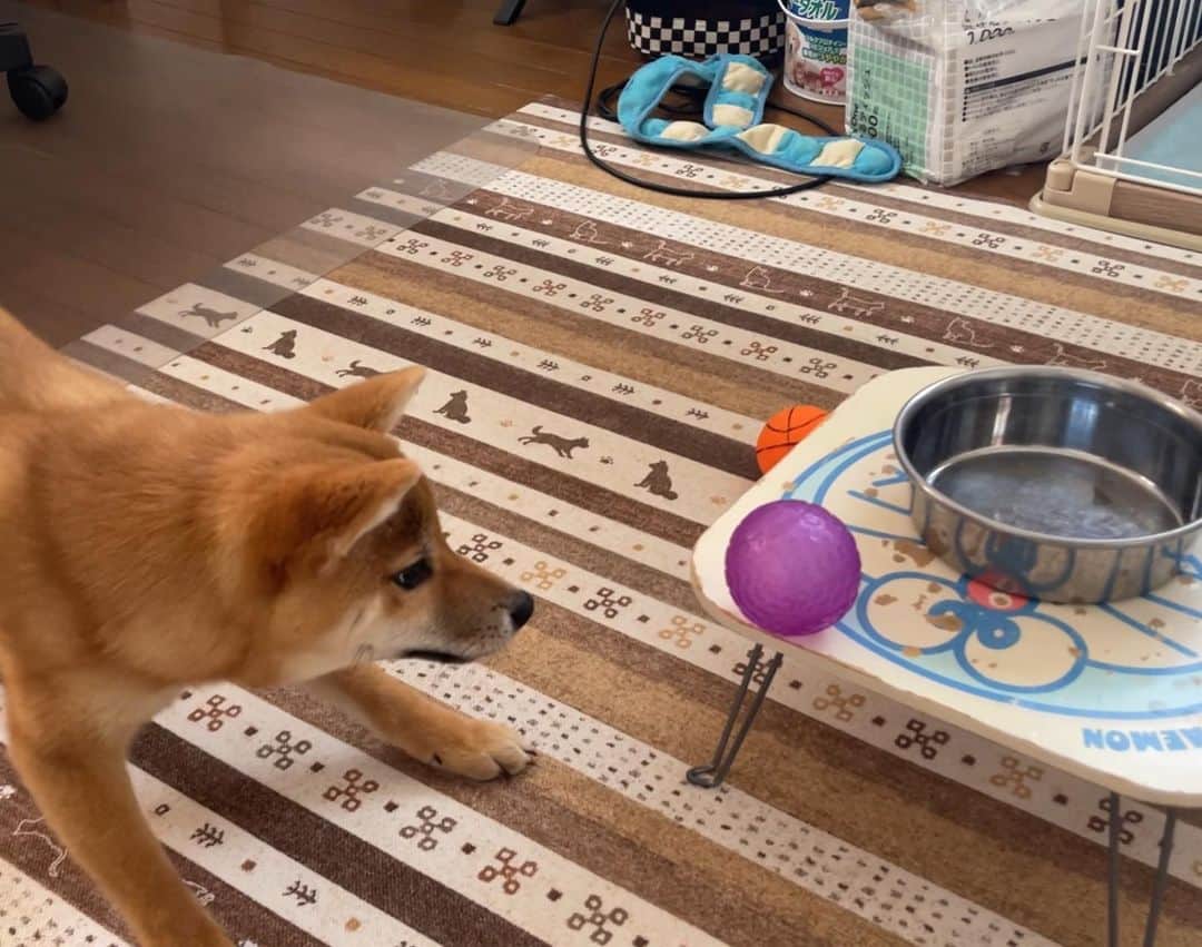 柴犬小春のインスタグラム：「小夏、ドラえもんテーブルとご対面。 そんなに警戒せんでも😅 #柴犬 #ドラえもん」