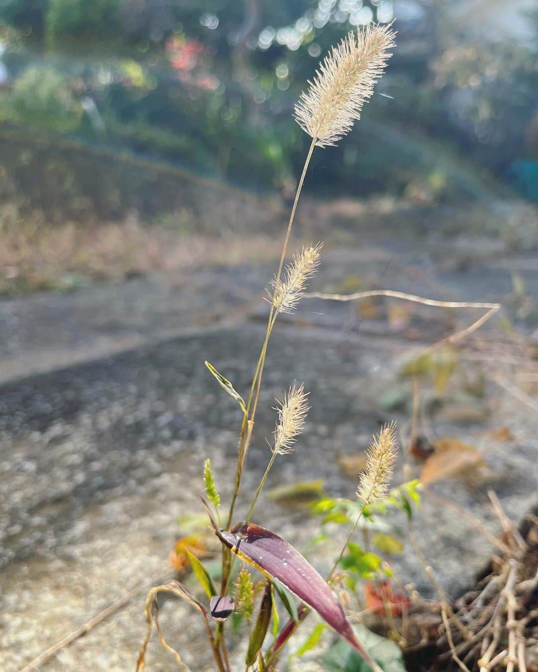 高橋真依子さんのインスタグラム写真 - (高橋真依子Instagram)「お久しぶりです🌱  もう気づけば3月になってしまいました。  しばらく更新できなかったのですが、  去年の11月あたりから体調がまた良くなくなり、 お店も今はお休みしております。  大丈夫大丈夫と思っていても 心と体は正直なもので。  今年は  自分と向き合う事にします🍀  心配してDMや連絡をわざわざくれた友人、ファンの方ありがとうございます(◞‸◟)♡  それを心の支えに、 また元気な姿をお見せできるよう頑張ります  #お久しぶりです」3月1日 8時31分 - chi.maiko