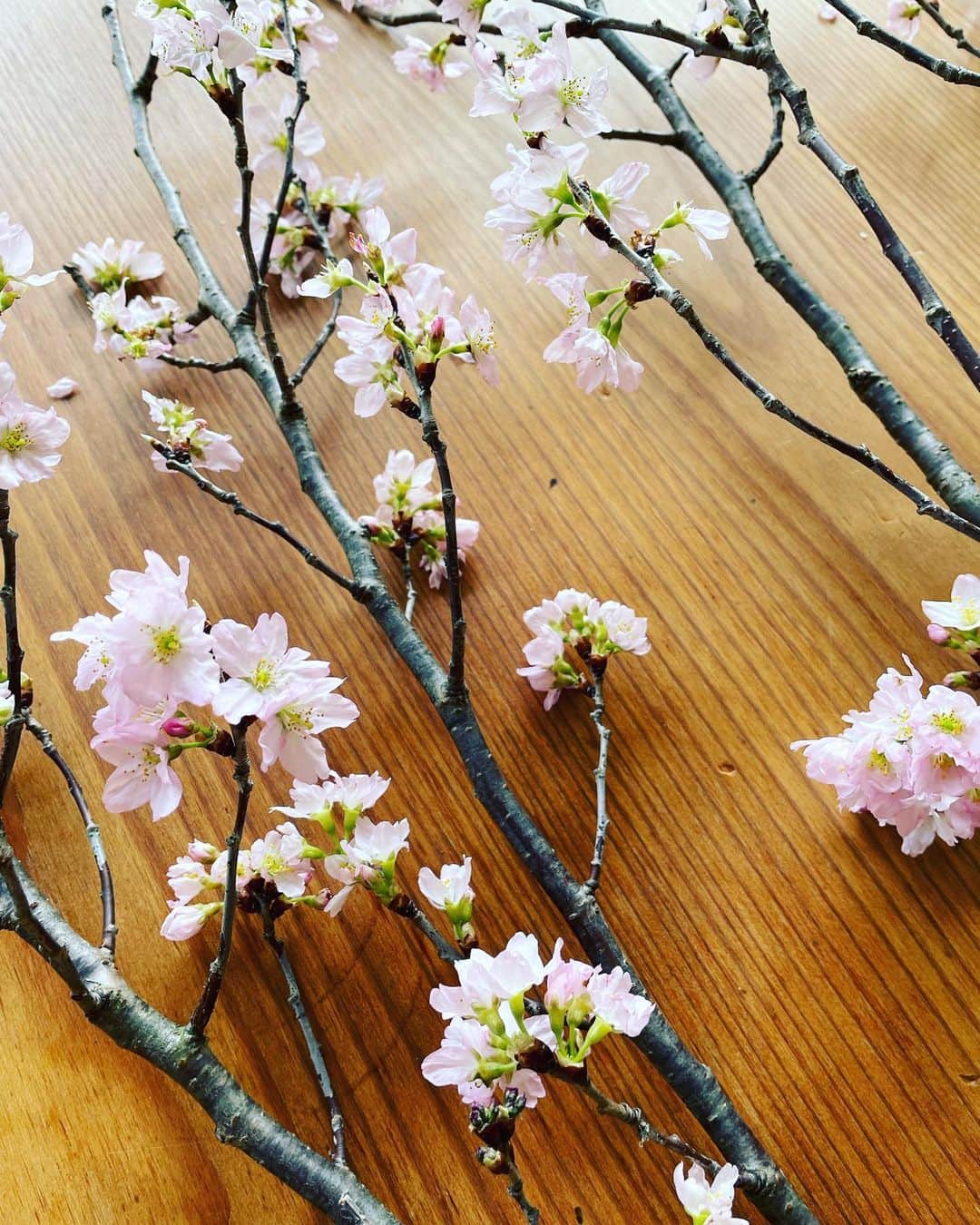 江口恵子（佐久間恵子）さんのインスタグラム写真 - (江口恵子（佐久間恵子）Instagram)「今週は暖かい 春ですね〜  撮影も春です！🌸🌸🌸」3月1日 14時18分 - naturalfoodcooking
