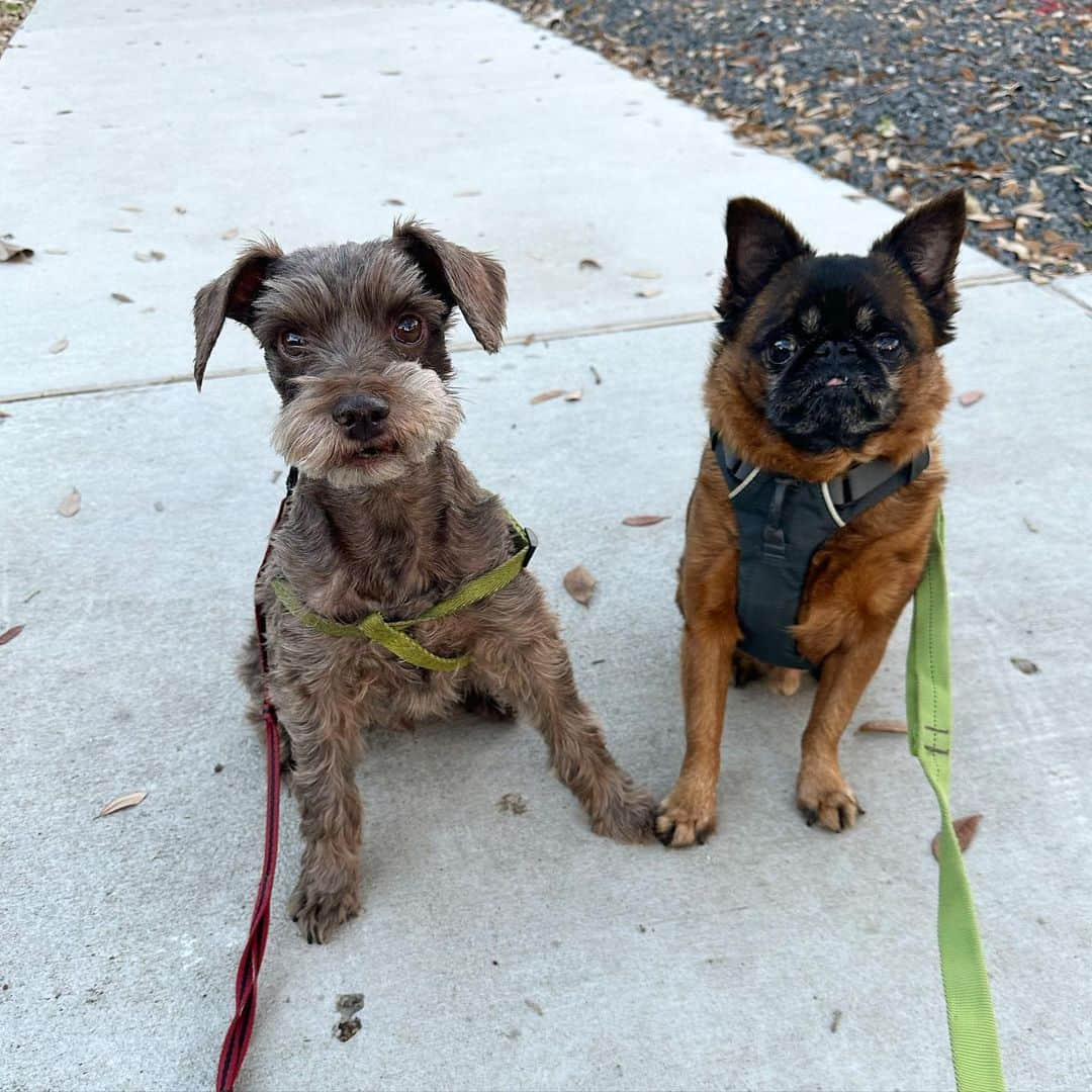 BING & WALTERさんのインスタグラム写真 - (BING & WALTERInstagram)「Sunset walk with the boys ✨」3月1日 9時06分 - bingandwalter