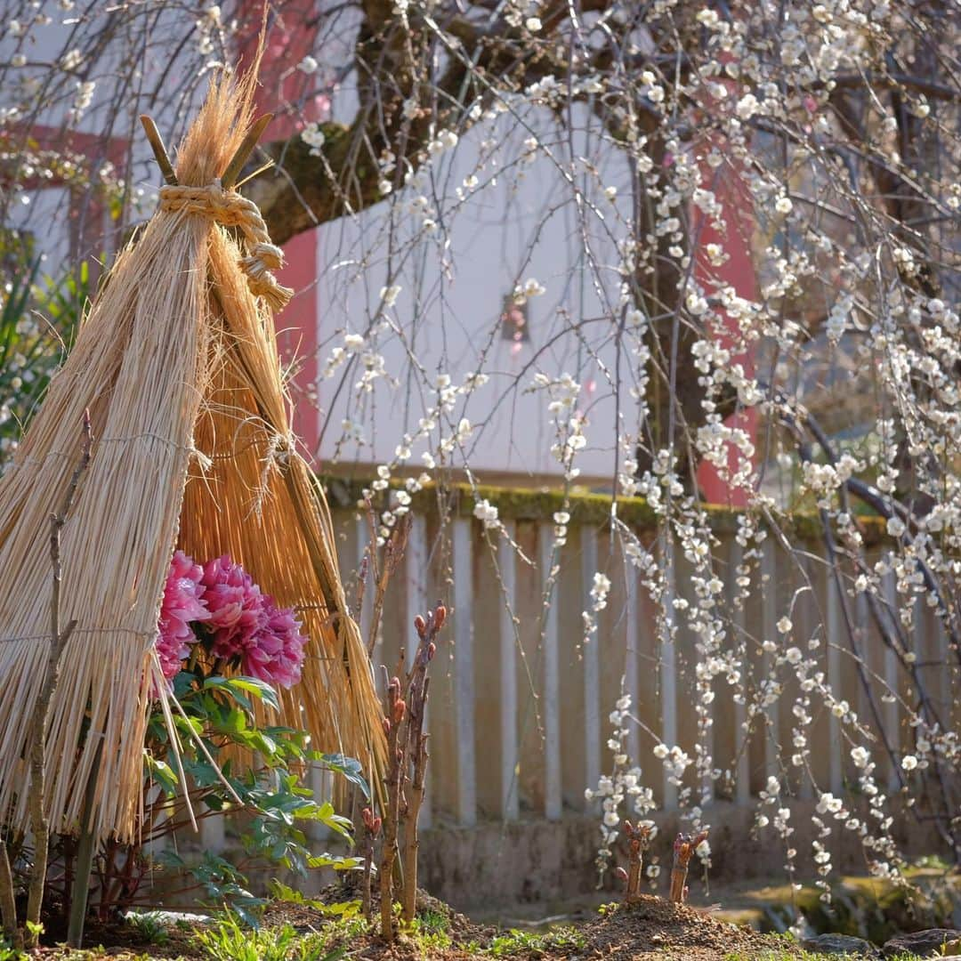 奈良 長谷寺 / nara hasederaのインスタグラム：「#梅 と#菰かむりのぼたん と#福寿草 #春風駘蕩 心地良し  The variety of flowers has increased. It's a sunny day with a little chill.  #長谷寺 #奈良長谷寺 #総本山長谷寺 #花の御寺 #奈良 #hasedera #hasederatemple #temple #japan #japanesetraditional #pilgrimage #nara #tourism #sightseeing #japanesetemple #西国 #西国三十三所 #霊場 #巡礼 #四寺巡礼 #長谷寺が好き #寺院スタグラム」