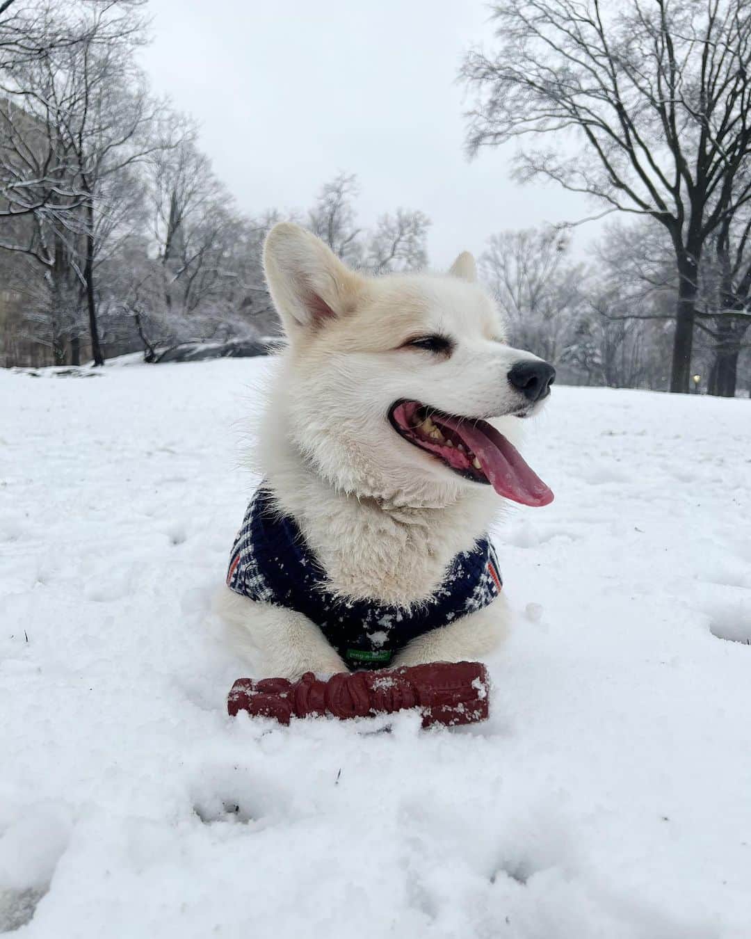 Winston the White Corgiのインスタグラム：「Happy place ❄️」