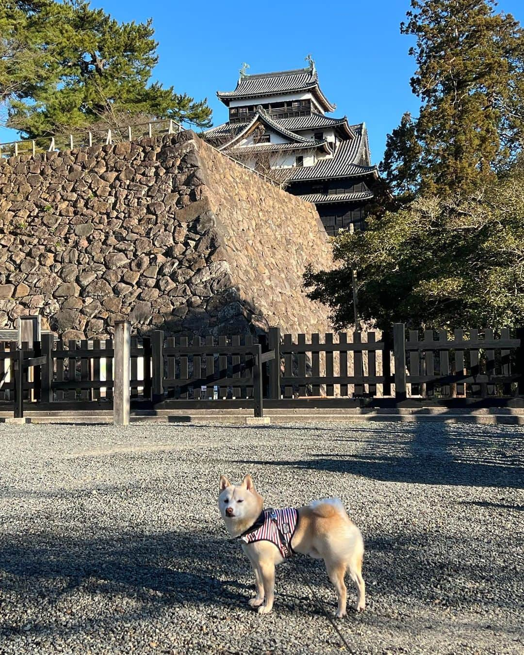 u-meK00000000 YUMIKO HORIKIRI ZUMBA のインスタグラム：「おさんぽの途中でおもいたって 募金に寄ってみた🐕  やろうと思ったことは した方がいい。  有名人やお金持ちじゃなくても ほんのきもちをお渡ししたっていいとおもう。  小さないいことで、いつか小さないいことがかえってくるのかもしれないってね。  湖太郎🐕は、会議室まで通してもらってワクワクしながらちゃんといいこにしてましたっ✨  #しばいぬ #まめしば #いぬのいる暮らし #いぬとのくらし #いぬとおでかけ」