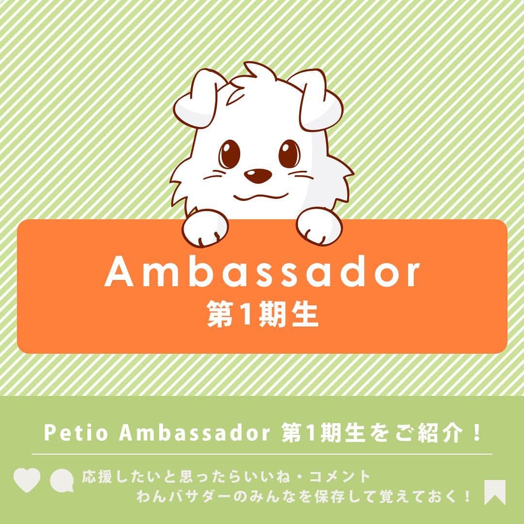 Petioのインスタグラム