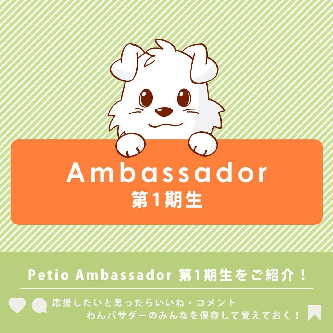 Petioのインスタグラム：「✨🐶✨ \Petio Ambassador 第1期生発表！/  ペティオ公式アンバサダーが決定しました✨  当初予定していた活動時期から少しずれてしまいましたが、本日3月1日から2024年4月まで一緒に活動してくれる第1期生のわんバサダーのみなさんです🐶  これからどうぞよろしくお願いします😌♡♡♡ ※順不同  @welch_lease_lucy_luke さん @teana_dogstagram さん @mugi_20210412 さん @apollo_husky_12 さん @mimi_apoapo さ @peco.official さん @ron.0714.ron さん @graceharry101 さん @shishimaru_mameshiba さん @milk_frenchbulldog さん  ___________________  #petio #ペティオ #ペティオアンバサダー  #アンバサダー #ambassador #わんバサダー #アンバサダー犬  #犬 #ふわもこ部 #いぬすたぐらむ #愛犬 #わんこ #いぬ #犬バカ部 #犬のいる暮らし #犬のいる生活 #わんこなしでは生きていけません会 #いぬ部 #dog #dogsofinstagram #dogs #pet #dogstagram #doglover #cutepet #🐶」