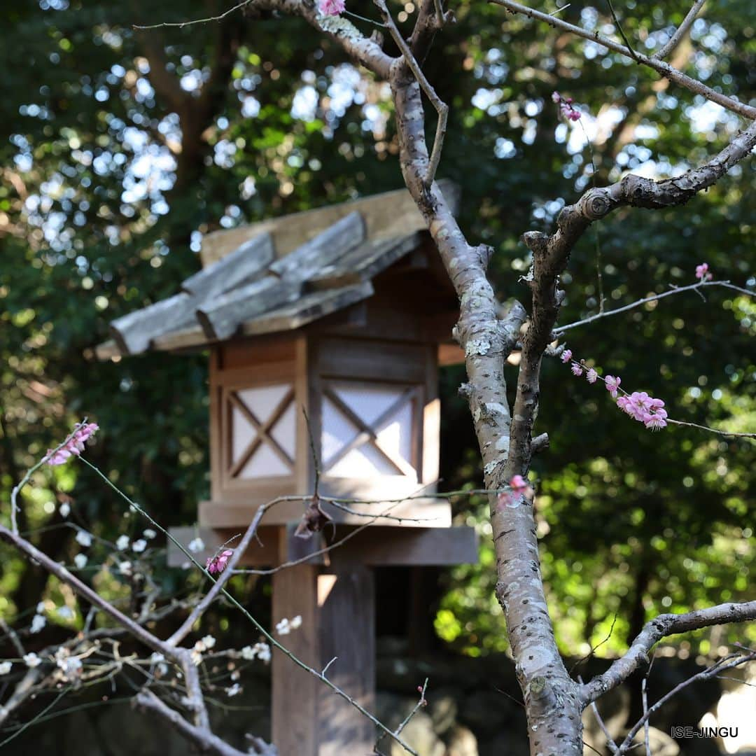 伊勢神宮さんのインスタグラム写真 - (伊勢神宮Instagram)「#伊勢神宮 #神宮 #神社 #心のふるさと #月夜見宮 #外宮 #別宮 #梅 #春 #isejingu #jingu #soul_of_japan #japan #jinja #shinto #tsukiyomino_miya #plumblossom #spring」3月1日 11時00分 - isejingu.official