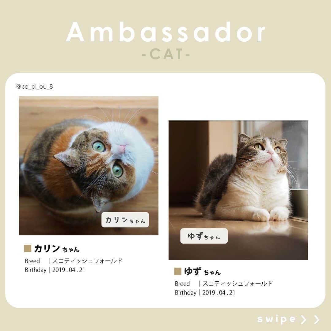 Petioさんのインスタグラム写真 - (PetioInstagram)「✨🐱✨  ペティオ公式アンバサダーが決定しました✨  当初予定していた活動時期から少しずれてしまいましたが、本日3月1日から2024年4月まで一緒に活動してくれる第1期生のにゃんバサダーのみなさんです🐱  これからどうぞよろしくお願いします😌♡♡♡ ※順不同  @boogoya6 さん @sasuke.0116 さん @___mii0704 さん @omisomison さん @kanapu10 さん @nikka.2231 さん @yaeba.uchino さん @tete__0918 さん @so_pl_ou_8 さん @marble820 さん  ____________________  #petio #ペティオ #ペティオアンバサダー  #アンバサダー #ambassador #にゃんバサダー #アンバサダー猫  #猫 #ねこ #ねこすたぐらむ #ネコ #ふわもこ部 #にゃんスタグラム #ねこ部 #にゃんこ #猫好きさんと繋がりたい #ねこのいる生活 #ねこのいる暮らし #猫と暮らす #cat #catstagram #kitty #petstagram #meow #instacat #🐱」3月1日 10時56分 - petio_
