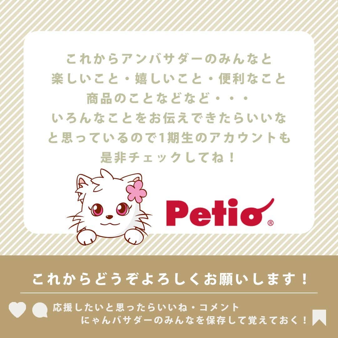 Petioさんのインスタグラム写真 - (PetioInstagram)「✨🐱✨  ペティオ公式アンバサダーが決定しました✨  当初予定していた活動時期から少しずれてしまいましたが、本日3月1日から2024年4月まで一緒に活動してくれる第1期生のにゃんバサダーのみなさんです🐱  これからどうぞよろしくお願いします😌♡♡♡ ※順不同  @boogoya6 さん @sasuke.0116 さん @___mii0704 さん @omisomison さん @kanapu10 さん @nikka.2231 さん @yaeba.uchino さん @tete__0918 さん @so_pl_ou_8 さん @marble820 さん  ____________________  #petio #ペティオ #ペティオアンバサダー  #アンバサダー #ambassador #にゃんバサダー #アンバサダー猫  #猫 #ねこ #ねこすたぐらむ #ネコ #ふわもこ部 #にゃんスタグラム #ねこ部 #にゃんこ #猫好きさんと繋がりたい #ねこのいる生活 #ねこのいる暮らし #猫と暮らす #cat #catstagram #kitty #petstagram #meow #instacat #🐱」3月1日 10時56分 - petio_