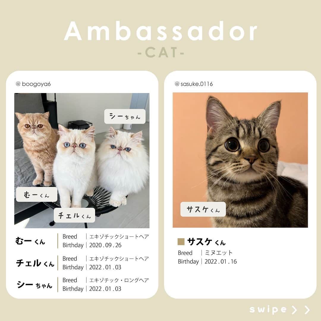 Petioさんのインスタグラム写真 - (PetioInstagram)「✨🐱✨  ペティオ公式アンバサダーが決定しました✨  当初予定していた活動時期から少しずれてしまいましたが、本日3月1日から2024年4月まで一緒に活動してくれる第1期生のにゃんバサダーのみなさんです🐱  これからどうぞよろしくお願いします😌♡♡♡ ※順不同  @boogoya6 さん @sasuke.0116 さん @___mii0704 さん @omisomison さん @kanapu10 さん @nikka.2231 さん @yaeba.uchino さん @tete__0918 さん @so_pl_ou_8 さん @marble820 さん  ____________________  #petio #ペティオ #ペティオアンバサダー  #アンバサダー #ambassador #にゃんバサダー #アンバサダー猫  #猫 #ねこ #ねこすたぐらむ #ネコ #ふわもこ部 #にゃんスタグラム #ねこ部 #にゃんこ #猫好きさんと繋がりたい #ねこのいる生活 #ねこのいる暮らし #猫と暮らす #cat #catstagram #kitty #petstagram #meow #instacat #🐱」3月1日 10時56分 - petio_