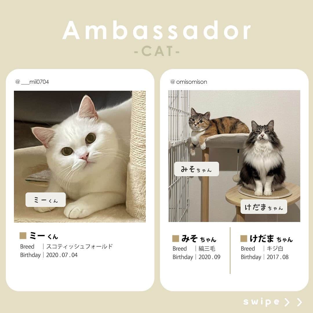 Petioさんのインスタグラム写真 - (PetioInstagram)「✨🐱✨  ペティオ公式アンバサダーが決定しました✨  当初予定していた活動時期から少しずれてしまいましたが、本日3月1日から2024年4月まで一緒に活動してくれる第1期生のにゃんバサダーのみなさんです🐱  これからどうぞよろしくお願いします😌♡♡♡ ※順不同  @boogoya6 さん @sasuke.0116 さん @___mii0704 さん @omisomison さん @kanapu10 さん @nikka.2231 さん @yaeba.uchino さん @tete__0918 さん @so_pl_ou_8 さん @marble820 さん  ____________________  #petio #ペティオ #ペティオアンバサダー  #アンバサダー #ambassador #にゃんバサダー #アンバサダー猫  #猫 #ねこ #ねこすたぐらむ #ネコ #ふわもこ部 #にゃんスタグラム #ねこ部 #にゃんこ #猫好きさんと繋がりたい #ねこのいる生活 #ねこのいる暮らし #猫と暮らす #cat #catstagram #kitty #petstagram #meow #instacat #🐱」3月1日 10時56分 - petio_