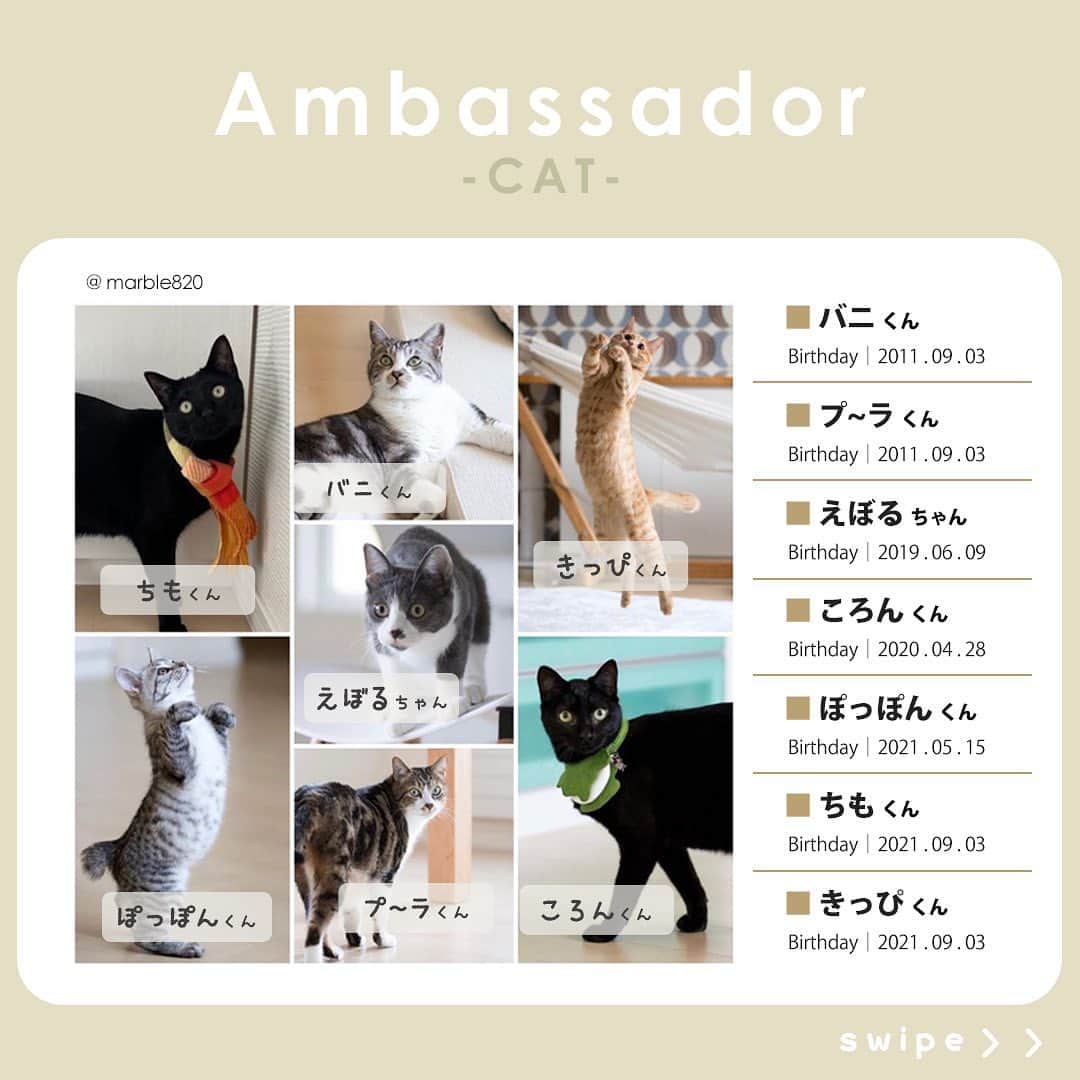 Petioさんのインスタグラム写真 - (PetioInstagram)「✨🐱✨  ペティオ公式アンバサダーが決定しました✨  当初予定していた活動時期から少しずれてしまいましたが、本日3月1日から2024年4月まで一緒に活動してくれる第1期生のにゃんバサダーのみなさんです🐱  これからどうぞよろしくお願いします😌♡♡♡ ※順不同  @boogoya6 さん @sasuke.0116 さん @___mii0704 さん @omisomison さん @kanapu10 さん @nikka.2231 さん @yaeba.uchino さん @tete__0918 さん @so_pl_ou_8 さん @marble820 さん  ____________________  #petio #ペティオ #ペティオアンバサダー  #アンバサダー #ambassador #にゃんバサダー #アンバサダー猫  #猫 #ねこ #ねこすたぐらむ #ネコ #ふわもこ部 #にゃんスタグラム #ねこ部 #にゃんこ #猫好きさんと繋がりたい #ねこのいる生活 #ねこのいる暮らし #猫と暮らす #cat #catstagram #kitty #petstagram #meow #instacat #🐱」3月1日 10時56分 - petio_