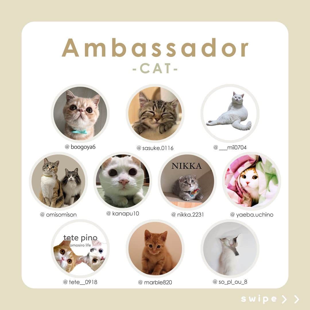 Petioさんのインスタグラム写真 - (PetioInstagram)「✨🐱✨  ペティオ公式アンバサダーが決定しました✨  当初予定していた活動時期から少しずれてしまいましたが、本日3月1日から2024年4月まで一緒に活動してくれる第1期生のにゃんバサダーのみなさんです🐱  これからどうぞよろしくお願いします😌♡♡♡ ※順不同  @boogoya6 さん @sasuke.0116 さん @___mii0704 さん @omisomison さん @kanapu10 さん @nikka.2231 さん @yaeba.uchino さん @tete__0918 さん @so_pl_ou_8 さん @marble820 さん  ____________________  #petio #ペティオ #ペティオアンバサダー  #アンバサダー #ambassador #にゃんバサダー #アンバサダー猫  #猫 #ねこ #ねこすたぐらむ #ネコ #ふわもこ部 #にゃんスタグラム #ねこ部 #にゃんこ #猫好きさんと繋がりたい #ねこのいる生活 #ねこのいる暮らし #猫と暮らす #cat #catstagram #kitty #petstagram #meow #instacat #🐱」3月1日 10時56分 - petio_