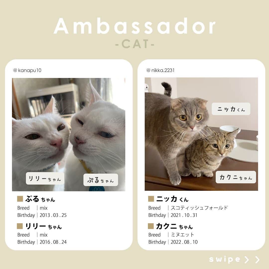 Petioさんのインスタグラム写真 - (PetioInstagram)「✨🐱✨  ペティオ公式アンバサダーが決定しました✨  当初予定していた活動時期から少しずれてしまいましたが、本日3月1日から2024年4月まで一緒に活動してくれる第1期生のにゃんバサダーのみなさんです🐱  これからどうぞよろしくお願いします😌♡♡♡ ※順不同  @boogoya6 さん @sasuke.0116 さん @___mii0704 さん @omisomison さん @kanapu10 さん @nikka.2231 さん @yaeba.uchino さん @tete__0918 さん @so_pl_ou_8 さん @marble820 さん  ____________________  #petio #ペティオ #ペティオアンバサダー  #アンバサダー #ambassador #にゃんバサダー #アンバサダー猫  #猫 #ねこ #ねこすたぐらむ #ネコ #ふわもこ部 #にゃんスタグラム #ねこ部 #にゃんこ #猫好きさんと繋がりたい #ねこのいる生活 #ねこのいる暮らし #猫と暮らす #cat #catstagram #kitty #petstagram #meow #instacat #🐱」3月1日 10時56分 - petio_