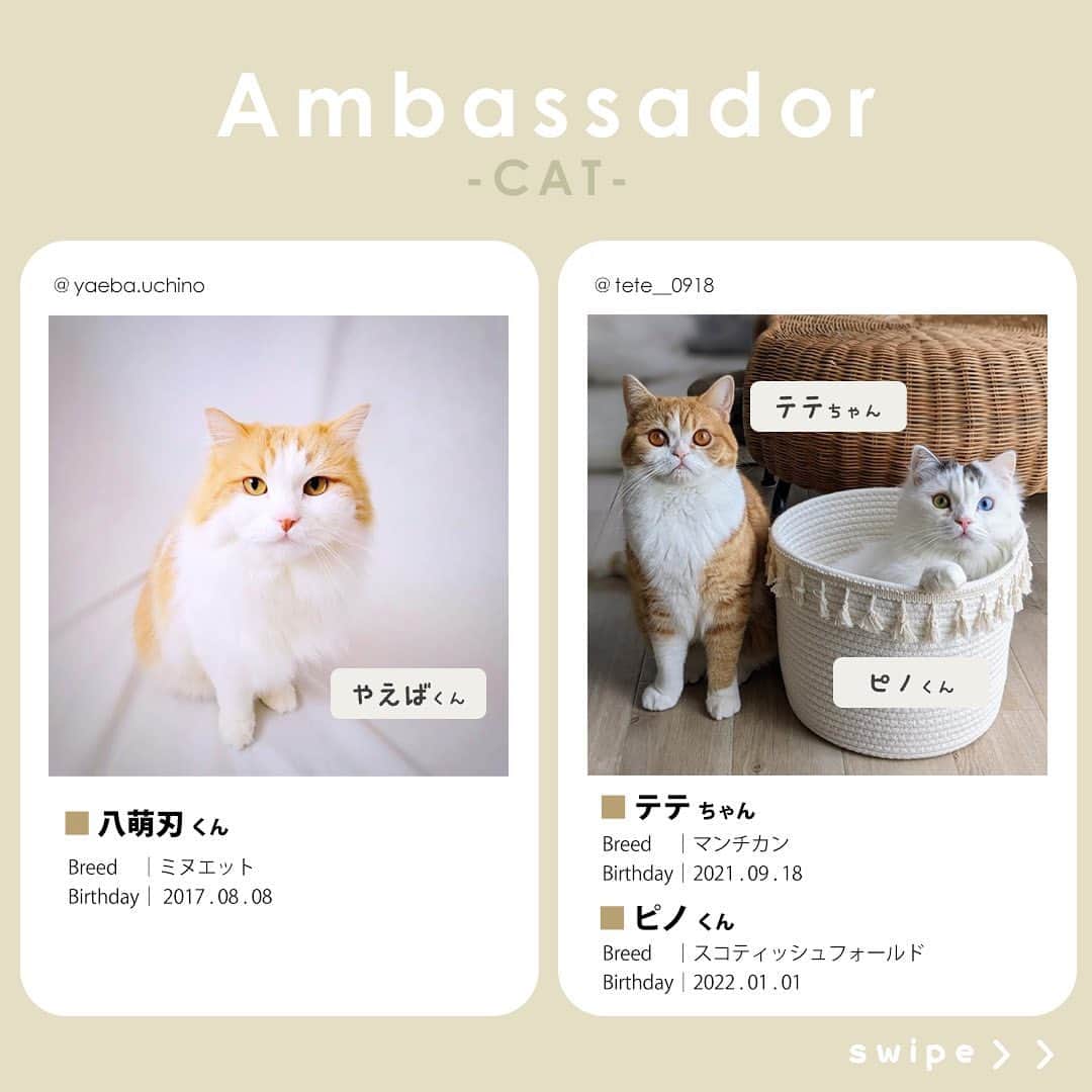 Petioさんのインスタグラム写真 - (PetioInstagram)「✨🐱✨  ペティオ公式アンバサダーが決定しました✨  当初予定していた活動時期から少しずれてしまいましたが、本日3月1日から2024年4月まで一緒に活動してくれる第1期生のにゃんバサダーのみなさんです🐱  これからどうぞよろしくお願いします😌♡♡♡ ※順不同  @boogoya6 さん @sasuke.0116 さん @___mii0704 さん @omisomison さん @kanapu10 さん @nikka.2231 さん @yaeba.uchino さん @tete__0918 さん @so_pl_ou_8 さん @marble820 さん  ____________________  #petio #ペティオ #ペティオアンバサダー  #アンバサダー #ambassador #にゃんバサダー #アンバサダー猫  #猫 #ねこ #ねこすたぐらむ #ネコ #ふわもこ部 #にゃんスタグラム #ねこ部 #にゃんこ #猫好きさんと繋がりたい #ねこのいる生活 #ねこのいる暮らし #猫と暮らす #cat #catstagram #kitty #petstagram #meow #instacat #🐱」3月1日 10時56分 - petio_