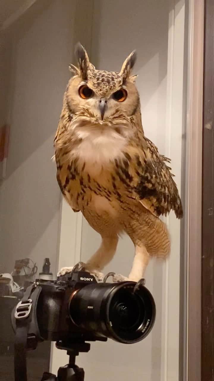 GEN3 Owlのインスタグラム：「「カメラは撮るものじゃない、乗るものだ」 @genz64  "The camera isn't for taking pictures, it's for riding"  #owl #owlgaru #フクロウ」