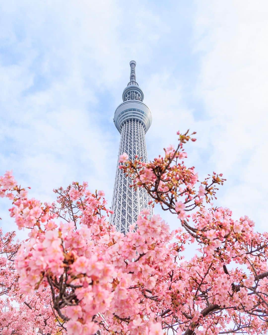 SHOCK EYEのインスタグラム：「東京にも春の訪れ🌸 3月も張り切っていきましょう＾＾♪  ps 今朝のスカイツリーですよ✨  #スカイツリー #河津桜 #春 #cherryblossom #skytree #tokyo #japantravel #japantrip #canon #canonR5 #beautifuldestinations #discoverjapan #discoverearth #voyaged #awesome_photographers #IamATraveler #wonderful_places #japanphoto #japanphotography #japan_of_insta #livingonearth #theglobewanderer」