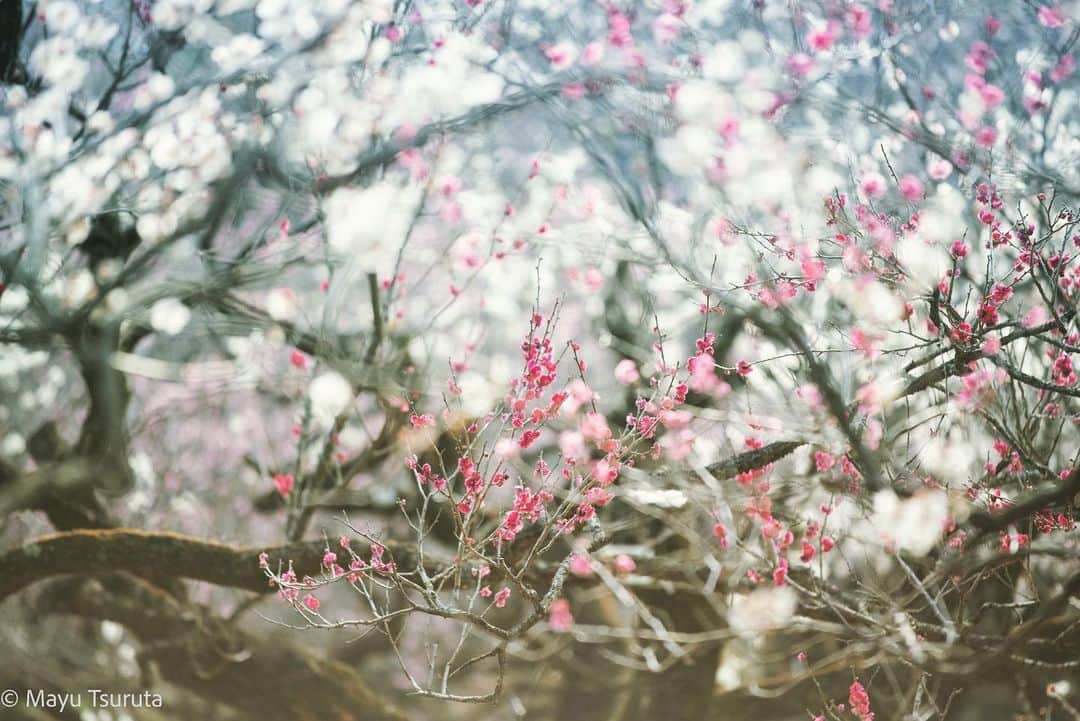 鶴田真由のインスタグラム：「春爛漫✨🌸✨」