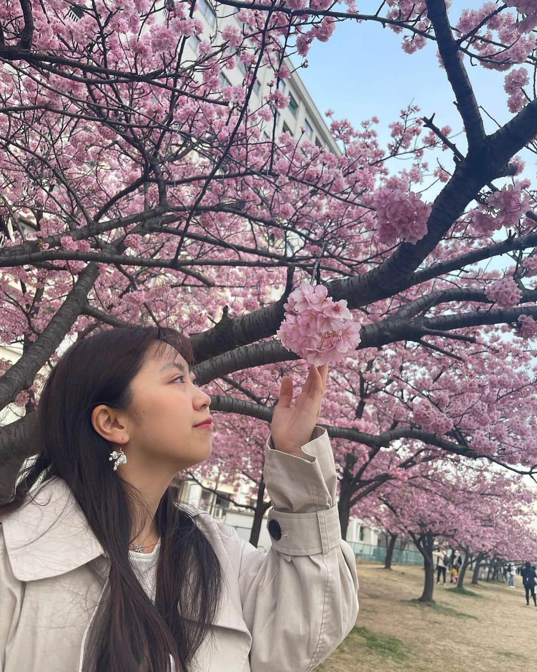 須田理夏子さんのインスタグラム写真 - (須田理夏子Instagram)「桜を見に行ってきた🌸  ここの桜はほぼ満開になってて 綺麗だったなぁ💗  P.S. ピアス開けてから1年ちょっと経ったけど 左側がすぐ閉じようとしちゃってなかなか入らなくて片耳しかピアスついてません笑   #ポートレート  #portrait  #桜  #🌸 #さくら  #花のある暮らし #おしゃれ  #me #系統バラバラ系女子  #乃木坂46  #乃木坂好きな人と繋がりたい #乃木坂好きな女ヲタさんと繋がりたい #乃木坂 #3期生 #岩本蓮加 #岩本蓮加推し #photo  #photography #followme #ファッション  #fashion  #低身長コーデ  #河川敷 #他撮り  #春コーデ  #春  #ストレート  #ストレートヘア」3月1日 22時08分 - sudarikako