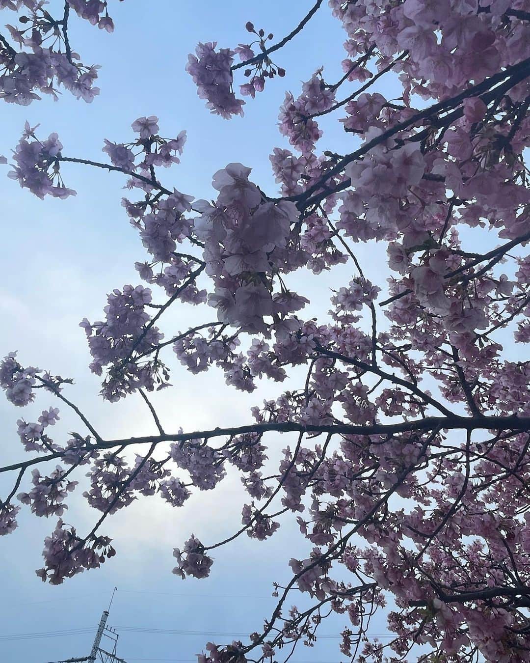 須田理夏子さんのインスタグラム写真 - (須田理夏子Instagram)「桜を見に行ってきた🌸  ここの桜はほぼ満開になってて 綺麗だったなぁ💗  P.S. ピアス開けてから1年ちょっと経ったけど 左側がすぐ閉じようとしちゃってなかなか入らなくて片耳しかピアスついてません笑   #ポートレート  #portrait  #桜  #🌸 #さくら  #花のある暮らし #おしゃれ  #me #系統バラバラ系女子  #乃木坂46  #乃木坂好きな人と繋がりたい #乃木坂好きな女ヲタさんと繋がりたい #乃木坂 #3期生 #岩本蓮加 #岩本蓮加推し #photo  #photography #followme #ファッション  #fashion  #低身長コーデ  #河川敷 #他撮り  #春コーデ  #春  #ストレート  #ストレートヘア」3月1日 22時08分 - sudarikako