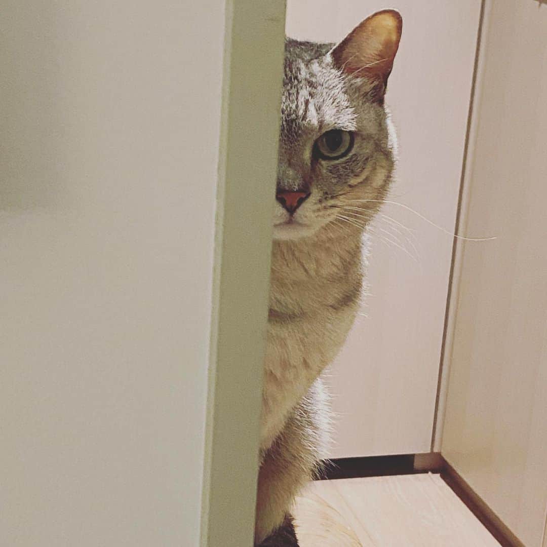 板谷由夏 のインスタグラム：「ふらふらと帰宅して 半目でうどんをすするあたしを見ていたのは 彼女です。 今日も一日おつかれさまでした！」