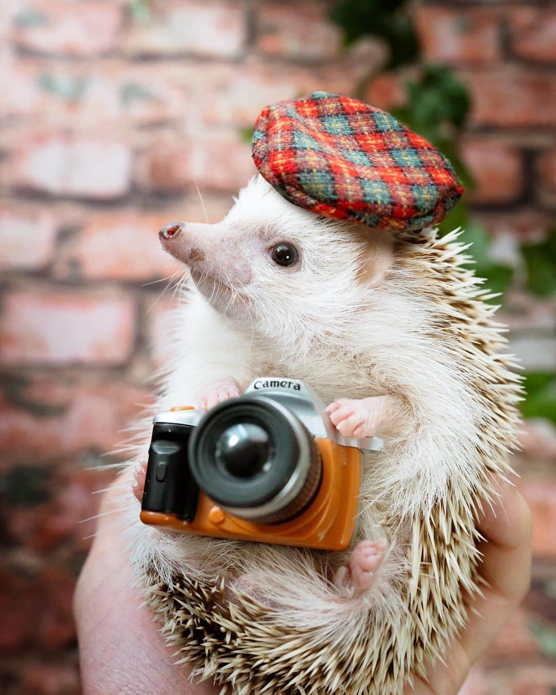 のインスタグラム：「The little photographer🦔📸✨  忙しすぎて写真撮れないパパに代わって、自撮りしてくれないかな〜🤔😂  #hedgehog#hedgie#cuteanimals#sigmaart#flyinghedgehogs#ハリネズミ#はりねずみ#igel#hérisson#riccio#erizo#고슴도치#刺猬」