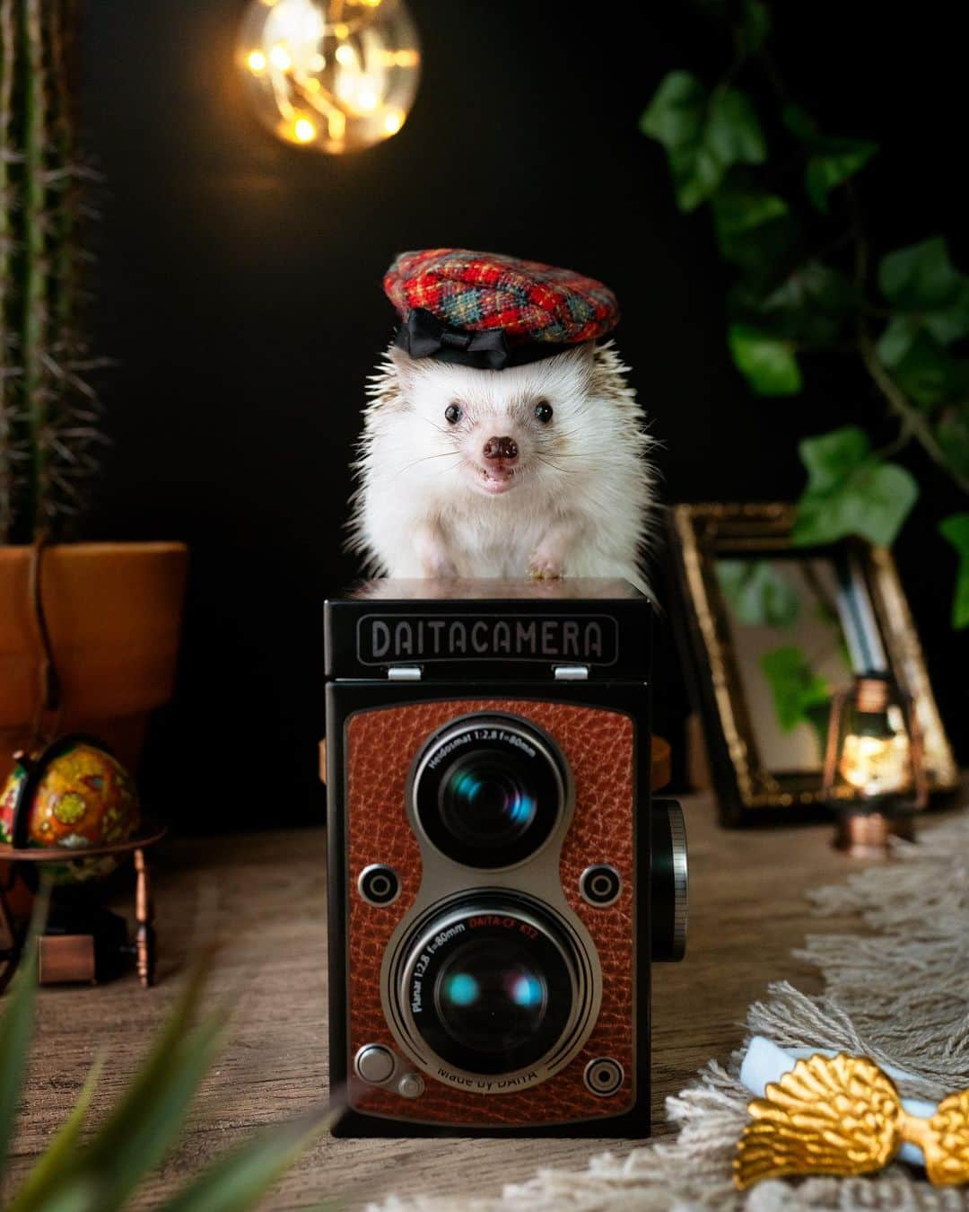 ダーシーさんのインスタグラム写真 - (ダーシーInstagram)「The little photographer🦔📸✨  忙しすぎて写真撮れないパパに代わって、自撮りしてくれないかな〜🤔😂  #hedgehog#hedgie#cuteanimals#sigmaart#flyinghedgehogs#ハリネズミ#はりねずみ#igel#hérisson#riccio#erizo#고슴도치#刺猬」3月1日 22時25分 - darcytheflyinghedgehog