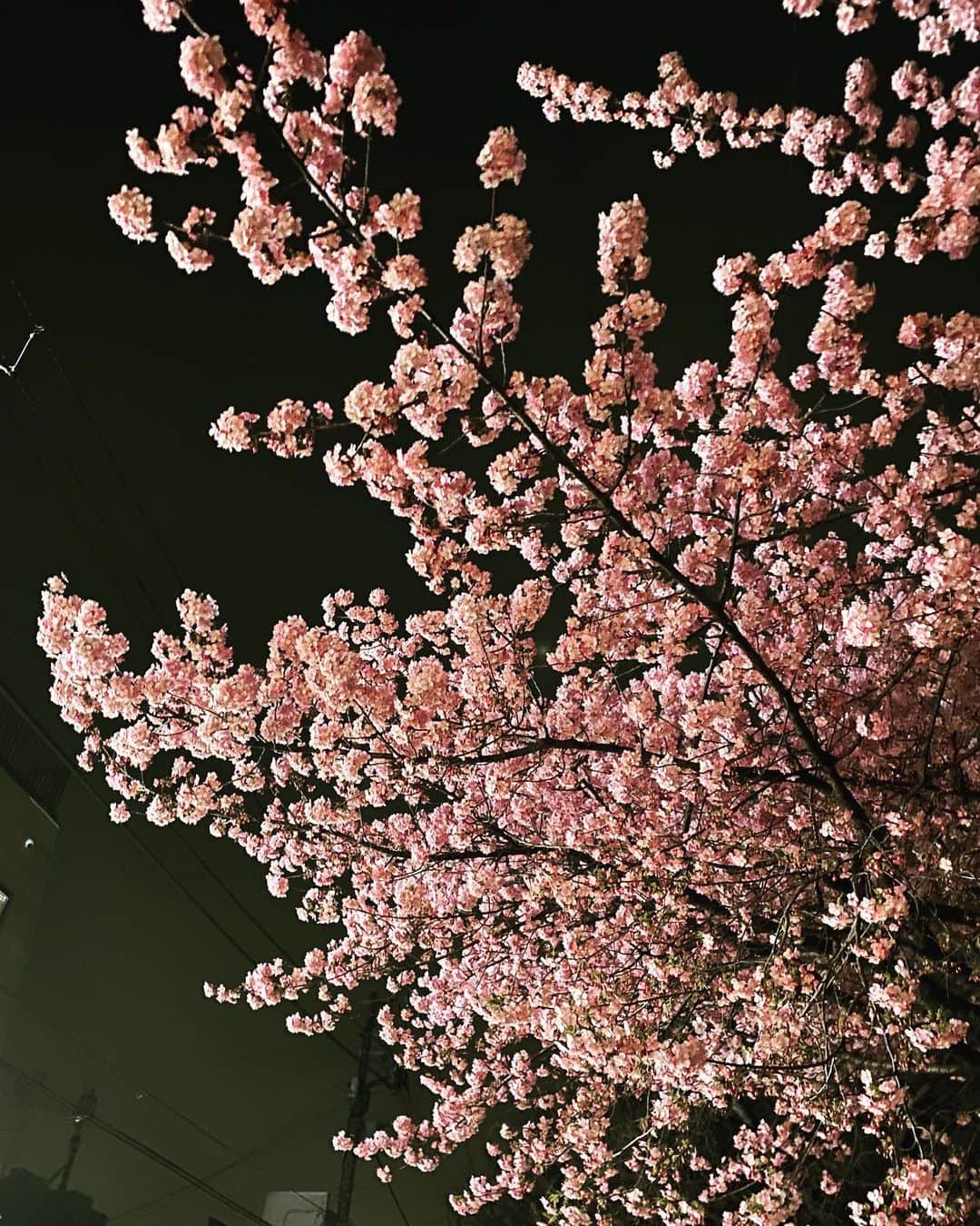 高橋文樹のインスタグラム：「もうすぐ花見の季節やね。」