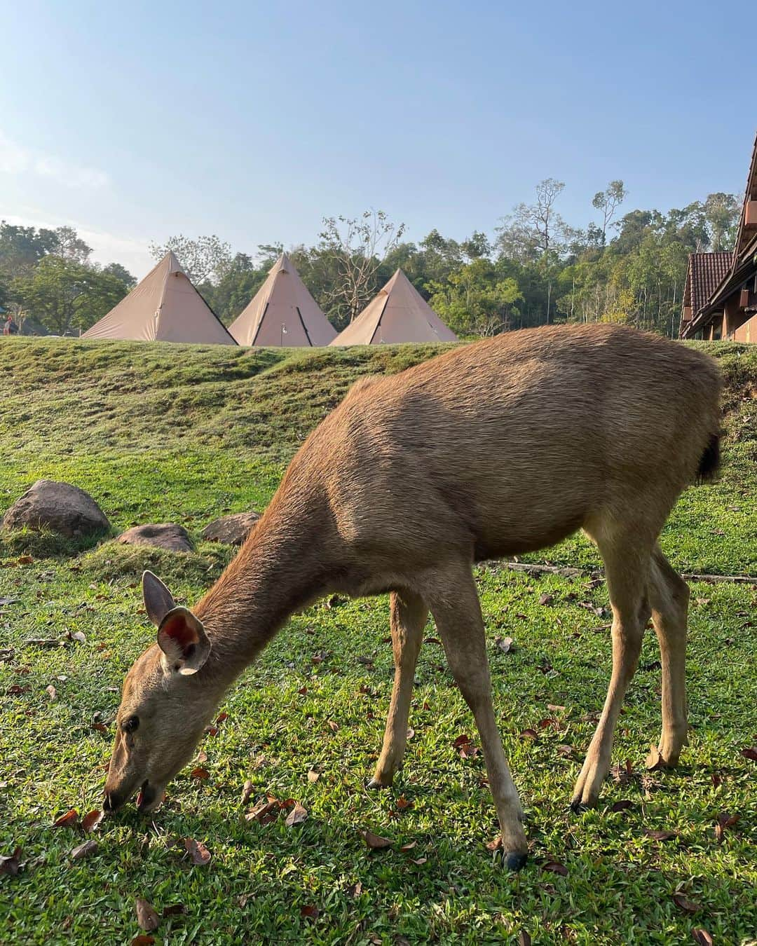 みまるさんのインスタグラム写真 - (みまるInstagram)「Camp🏕🍳🦌  野生動物たくさん🦌🦔🐒🦎 ゾウ見たかったなああ🐘  #camping #キャンプ女子  #ラムタコーンキャンプ場  #สถานที่ท่องเที่ยว  #カオヤイ国立公園 #khaoyai  #อุทยานแห่งชาติเขาใหญ่ #野生動物  #みまる #mimaru #🇹🇭 #海外移住 #タイ #バンコク #タイ移住 #バンコク生活 #bangkok #thailand #海外生活  #海外旅行  #ナチュラルライフ #干物女 #自由人 #youtuber #バンコク情報  #みまるチャンネル #バンコク観光 #バンコク旅行 #タイキャンプ」3月1日 14時40分 - mimaru_dayo