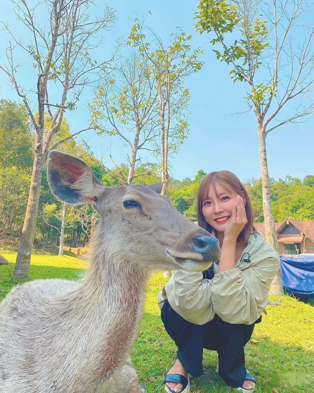 みまるのインスタグラム：「Camp🏕🍳🦌  野生動物たくさん🦌🦔🐒🦎 ゾウ見たかったなああ🐘  #camping #キャンプ女子  #ラムタコーンキャンプ場  #สถานที่ท่องเที่ยว  #カオヤイ国立公園 #khaoyai  #อุทยานแห่งชาติเขาใหญ่ #野生動物  #みまる #mimaru #🇹🇭 #海外移住 #タイ #バンコク #タイ移住 #バンコク生活 #bangkok #thailand #海外生活  #海外旅行  #ナチュラルライフ #干物女 #自由人 #youtuber #バンコク情報  #みまるチャンネル #バンコク観光 #バンコク旅行 #タイキャンプ」