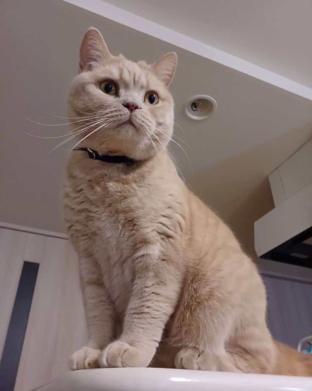 赤西涼のインスタグラム：「今日のらいちゃんByシッターさん🐱💕 お利口さんなお顔してる🥰」