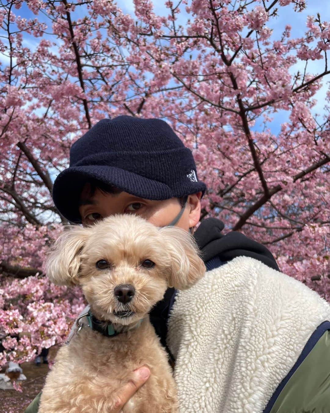 児嶋一哉のインスタグラム：「散歩 #河津桜」