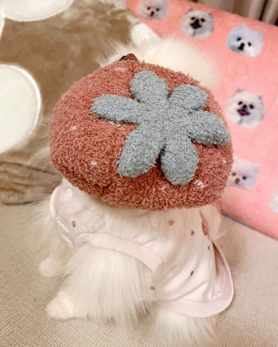 西脇彩華さんのインスタグラム写真 - (西脇彩華Instagram)「＊ おうちでモデルさん練習🍓🤍 ㅤㅤㅤㅤㅤㅤㅤㅤㅤㅤㅤㅤ むにやん、せめて帽子は正しくかぶっていただけると、、、🤣🤣🤣✨✨ ㅤㅤㅤㅤㅤㅤㅤㅤㅤㅤㅤㅤㅤ #dogstagram #わんすたぐらむ #いぬすたぐらむ #pomeranian #pomestagram #ポメラニアン #ホワイトポメラニアン #小型犬 #犬のいる生活　#birthdaygirl」3月1日 17時50分 - chapon_930