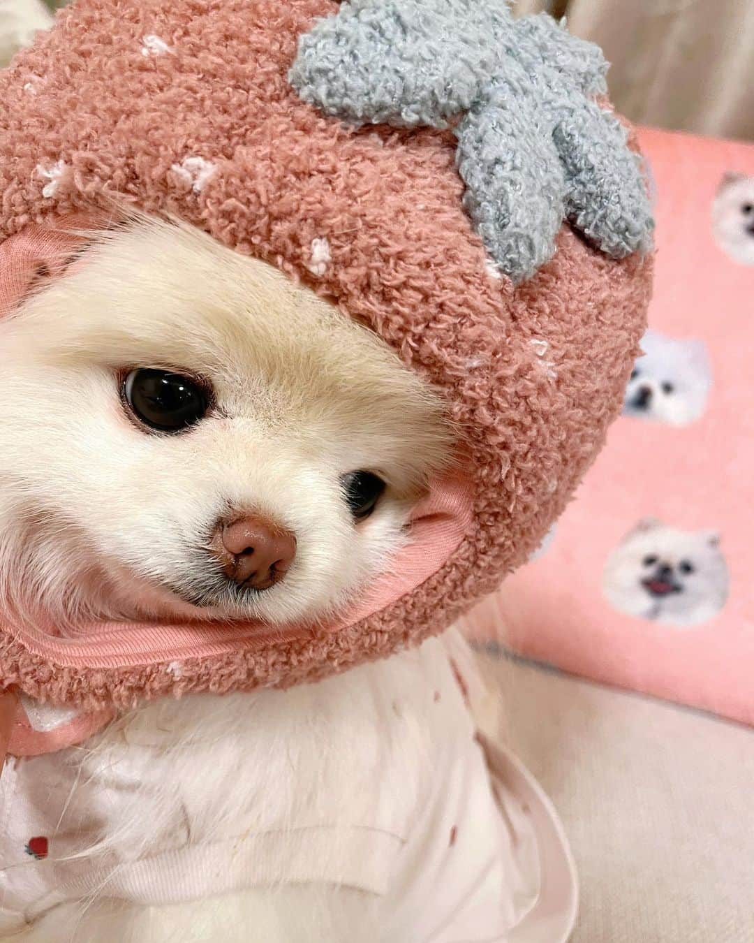 西脇彩華さんのインスタグラム写真 - (西脇彩華Instagram)「＊ おうちでモデルさん練習🍓🤍 ㅤㅤㅤㅤㅤㅤㅤㅤㅤㅤㅤㅤ むにやん、せめて帽子は正しくかぶっていただけると、、、🤣🤣🤣✨✨ ㅤㅤㅤㅤㅤㅤㅤㅤㅤㅤㅤㅤㅤ #dogstagram #わんすたぐらむ #いぬすたぐらむ #pomeranian #pomestagram #ポメラニアン #ホワイトポメラニアン #小型犬 #犬のいる生活　#birthdaygirl」3月1日 17時50分 - chapon_930