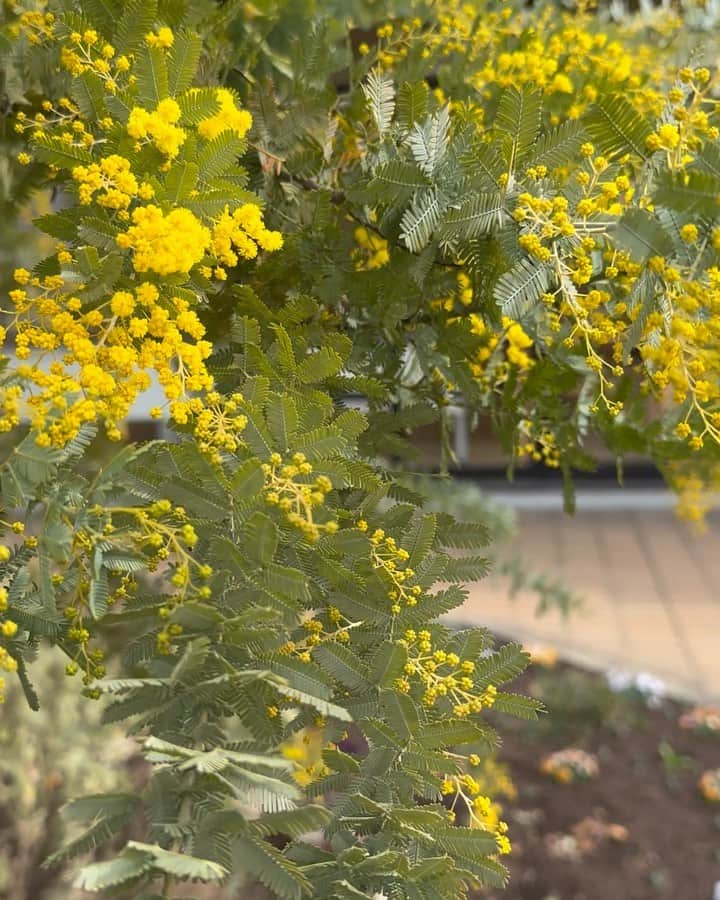 生活の木 メディカルハーブガーデン薬香草園【公式】のインスタグラム：「【2023年3月1日ガーデンだより】 いよいよ3月 ガーデンのミモザもとうとう咲き出しました✨✨✨ ⁡ 来週末にはミモザマルシェが開催されます 満開のミモザのもとで イベントを楽しんでいただけそうです 今からワクワクします〜♪ ⁡ 香りはするのかしらと 鼻を近づけてみたら どうやら開花直前のつぼみが 香りがつよいようでしたよ ⁡ グリーン調のやさしい香りを 足元に咲くビオラや球根の芽🌱に気をつけて ぜひ確かめてみてくださいね ⁡ #ミモザ#ミモザ咲きました！ ⁡ ⁡ ⁡」