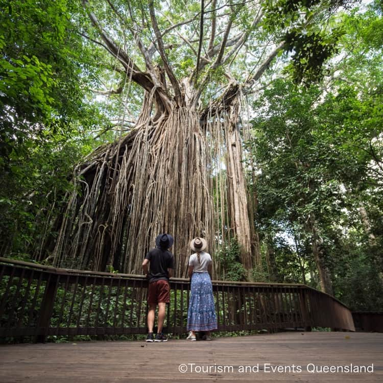 Skyticket.jpさんのインスタグラム写真 - (Skyticket.jpInstagram)「＼ケアンズおすすめ観光地4選🌳✨／  日本初就航✈️ ヴァージン・オーストラリア航空【羽田ーケアンズ】直行便🦘❤️  2023年6月28日より羽田ーケアンズ直行便が新規就航となるヴァージン・オーストラリア航空✈️ 日本初就航を記念して、スカイチケットでは3月14日まで特別セールを開催中🎉羽田出発でかなりお得となってますのでぜひプロフィールのリンクから詳細をご確認ください🔗✨  一年中常夏のケアンズでは、世界自然遺産のグレートバリアリーフやキュランダなど、自然あふれるおすすめの観光地が盛りだくさん！ 今回はおすすめの4か所をご紹介します🇦🇺  ————————————  2・3枚目：グレートバリアリーフ 世界自然遺産にも登録されている世界最大のサンゴ礁🪸 2,300kmにも及ぶ大きなこの一帯には、3,000種類のサンゴ礁と600の島々からなり、カラフルな魚やヒトデ、イルカなども生息しています。 シュノーケリングやダイビングなどのアクティビティで自然を身体いっぱい感じるのも良い体験になりそうです🤿  ————————————  4枚目：キュランダ高原列車 ケアンズから25km離れたキュランダは、世界遺産に登録された森に囲まれている観光地🌳 キュランダの熱帯雨林を駆け抜ける列車は、さまざまな風景を堪能することができ、一度は乗ってみたい憧れの列車として旅行者から大人気です🚞  ————————————  5枚目：カーテン・フィグ国立公園 カーテンのように地面へ根を下ろしたイチジクの木が名前の由来となった国立公園🪵 ジブリ映画の「天空の城ラピュタ」に出てくる木のモデルになったとも言われており、大人気のスポットです✨オーストラリア最大級のイチジク樹となっており、自然が作り出した迫力のある大樹は圧巻です😌  ————————————  6枚目：ケアンズ・エスプラナード・ラグーン ケアンズの中心部にあるパブリックプールで、更衣室やシャワーも誰でも無料で利用できます☀️ 海を見ながら綺麗なプールに入ることができるので、地元の人でも賑わう場所となっています✨  ————————————  オーストラリアは陽射しがとても強いので、一年中日焼け止めを塗って遊びに行くことを忘れないでくださいね♪  日本からケアンズへはヴァージン・オーストラリア航空で✈️  #キュランダ #Kuranda #ケアンズ #Cairns #クイーンズランド州 #skyticket #スカイチケット #卒業旅行 #海外旅行 #女子旅 #ヴァージンオーストラリア #VirginAustralia #オーストラリア #Australia #オーストラリア旅行 #グレートバリアリーフ #GreatBarrierReef #キュランダ高原列車 #キュランダ高原鉄道 #KurandaScenicRailway #カーテンフィグ国立公園 #CurtainFigNationalPark #ケアンズエスプラナードラグーン #CairnsEsplanadeLagoon   ______✈️skyticketとは？_______________ 国内/海外航空券、ホテル、レンタカー、高速バス、フェリーなどの旅行商品を、 スマホひとつで“かんたん検索・予約できる”総合旅行予約サイト。 複数会社の商品をまとめて比較できるため、“最安値”をひと目で見つけられます！  アプリダウンロード数は【計1,900万】を突破し、 多くの方の旅行アプリとしてお使いいただいています📱 お得なセールやキャンペーンも数多く開催中！ ぜひ旅のお供としてご利用くださいませ♪ _____________________________________」3月1日 18時00分 - skyticket.jp