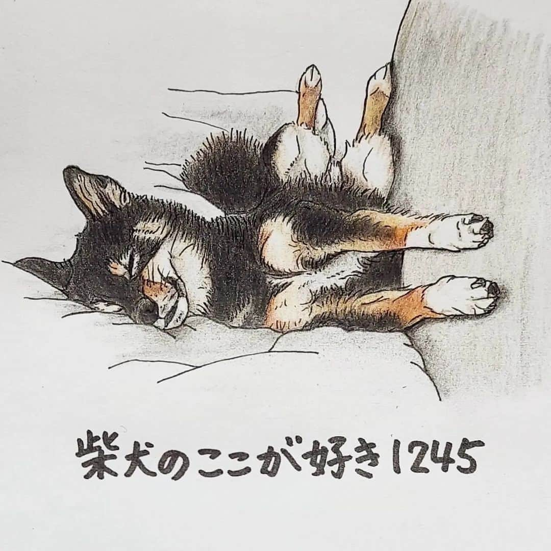 ハナとソラさんのインスタグラム写真 - (ハナとソラInstagram)「#ここ柴部  『柴犬のここが好きシリーズ1245』 前足と後ろ足があっちこっち向いてても大丈夫なとこ。  ハッシュタグ＃かな？  からだひねったままでもぐっすりなんだね。 ＊ モデルは @mame_noir さんとこのノワくんです🐕️💓 ＊ きっと今年も開催される柴犬祭りの準備を、２月から始めてグッズ作りに励んでおります😉 コメントへのお返事がなかなかできずいいね！だけになってしまってごめんなさい🙏💦 ＊ #柴犬のここが好き#柴犬#柴犬イラスト#イラスト#しばすたぐらむ #いらすとぐらむ #shibainu #shibastagram #illustration #colorpencil #favoritepartsofshibainu #色鉛筆#色鉛筆画 #柴公園 #柴公園イラスト#黒柴 #kuroshiba」3月1日 18時20分 - nsdikm_hanasora