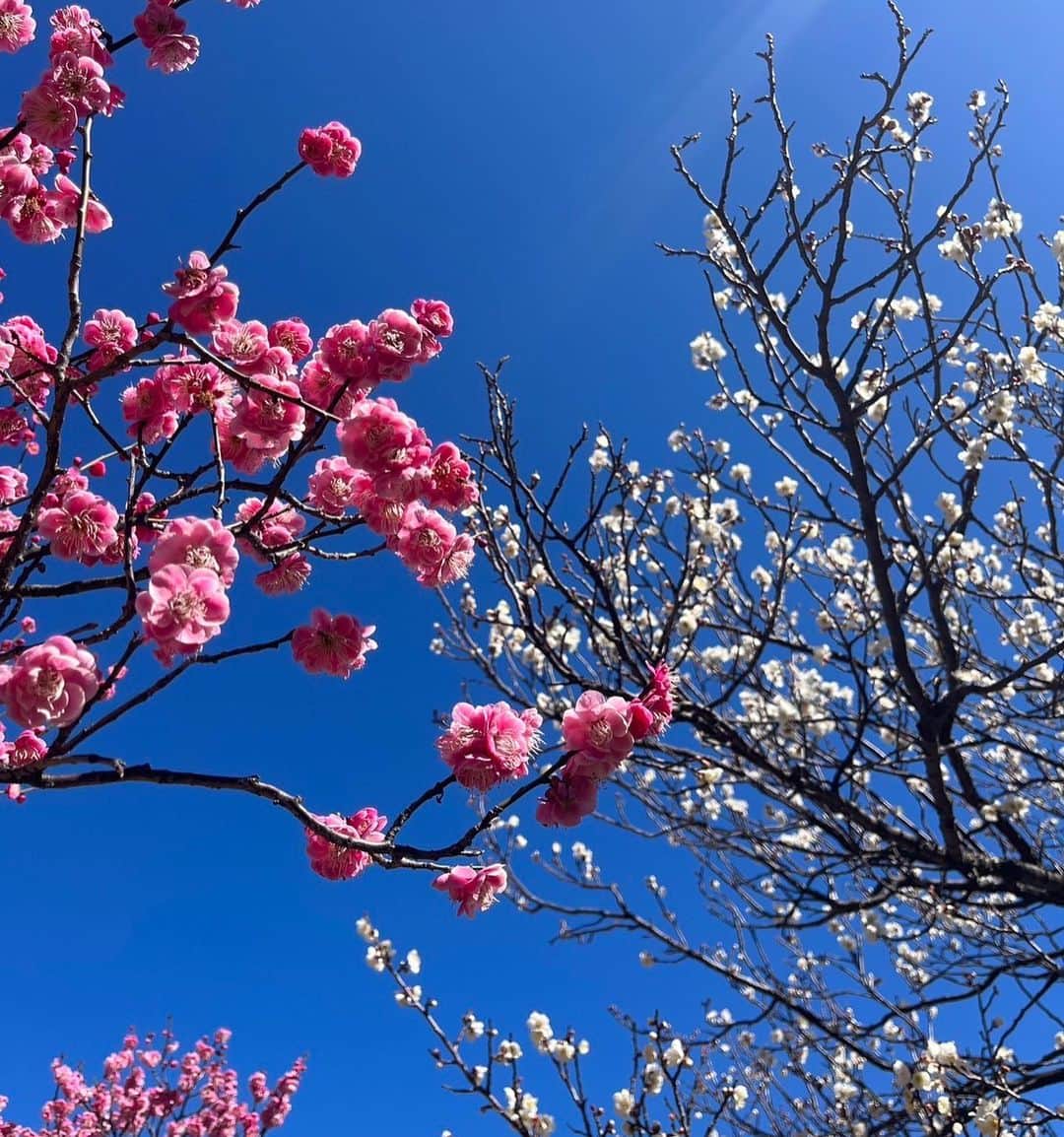 Hoshinokeiのインスタグラム：「今日は20℃近くまで　 気温が上がって.. 春到来！を感じました。 桜もいいけど 梅の甘い香りが好きです♪ #梅#梅園#お散歩#春 #春到来#いつも #ありがとうございます」