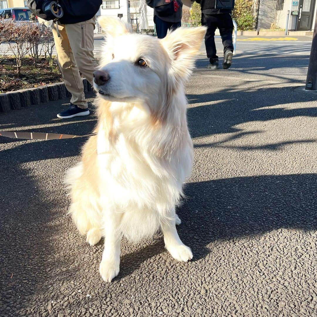 女神の教室〜リーガル青春白書〜さんのインスタグラム写真 - (女神の教室〜リーガル青春白書〜Instagram)「#女神の教室   第8話に登場したボーダーコリーの リィーナちゃん🐕 ͗ ͗  誰との課外授業で登場したか 覚えていますか？💭  第8話はTVerで無料見逃し配信中✔️」3月1日 20時00分 - themis_fujitv